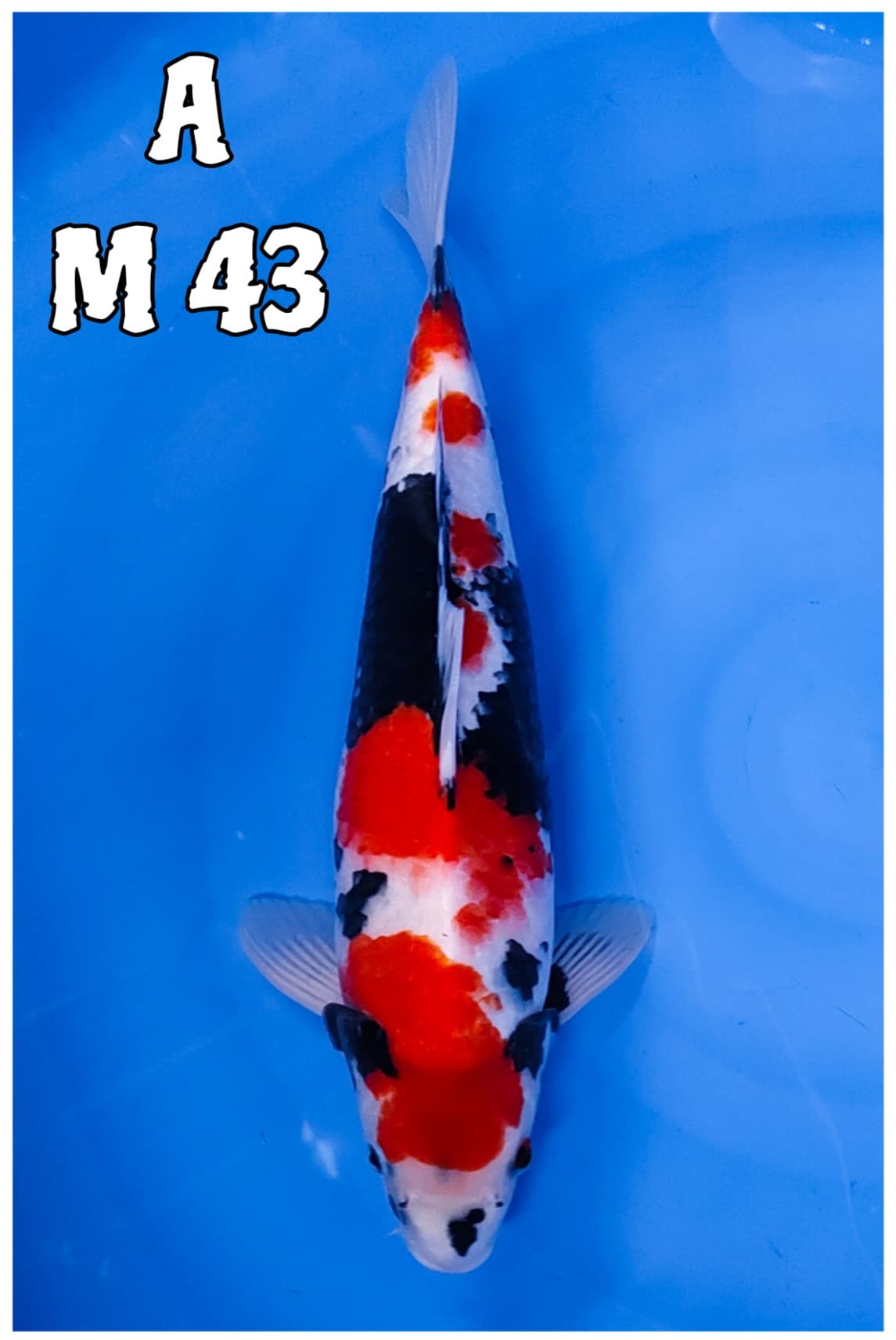 SHOWA STRONG 43cm