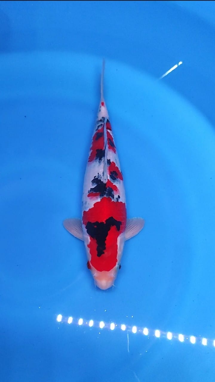 SANKE HIGH QUALITY 34cm