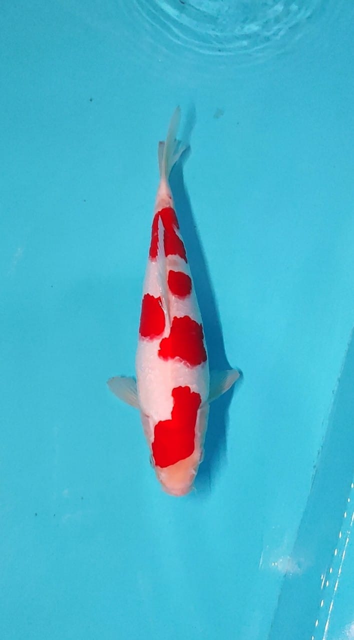 KOHAKU 30cm