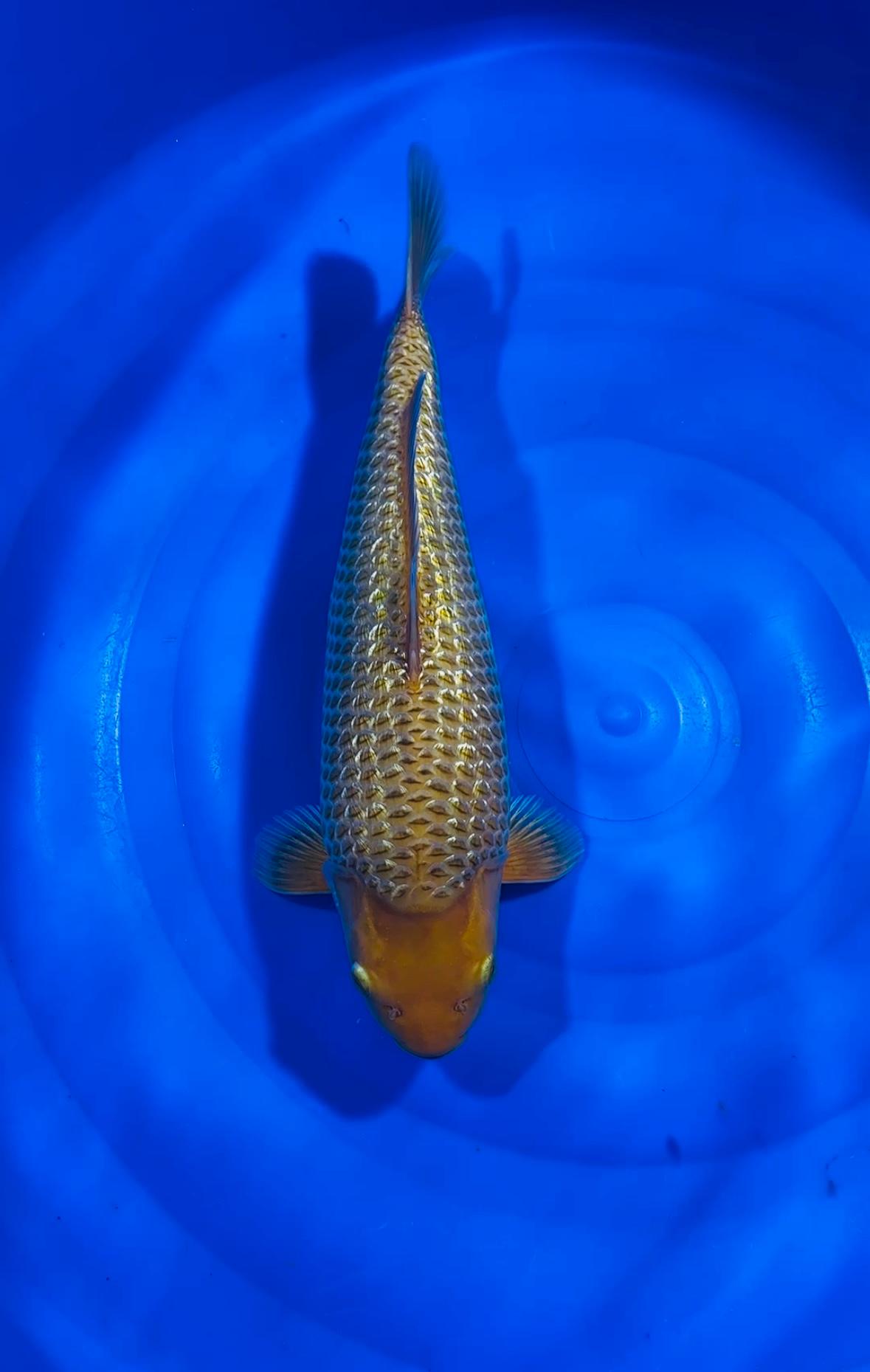 KARAMEL GINDRIN 41cm