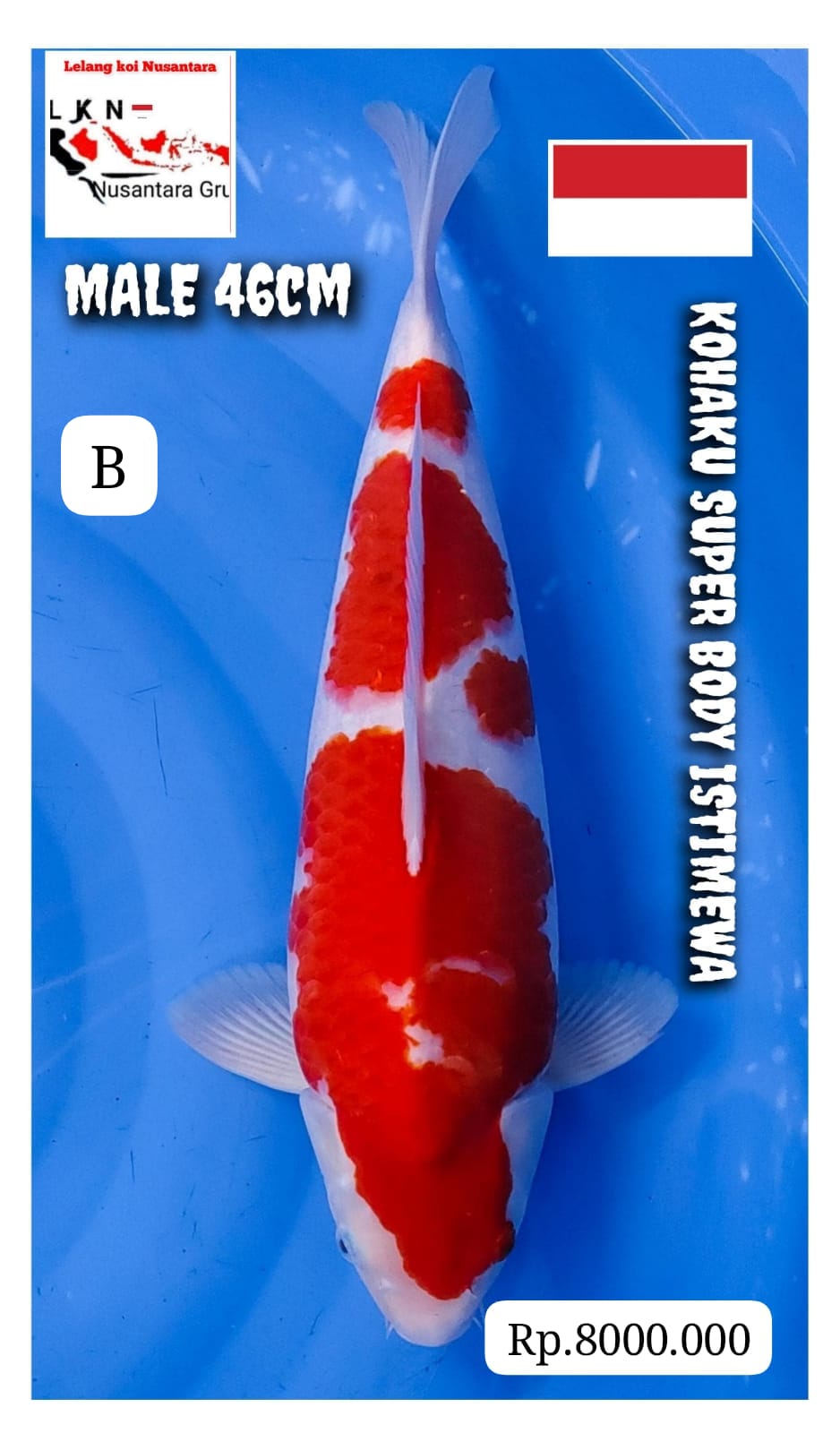 SUPER KOHALU MALE JUMBO MONSTER KOLAM LOKASI MADIUN 46cm