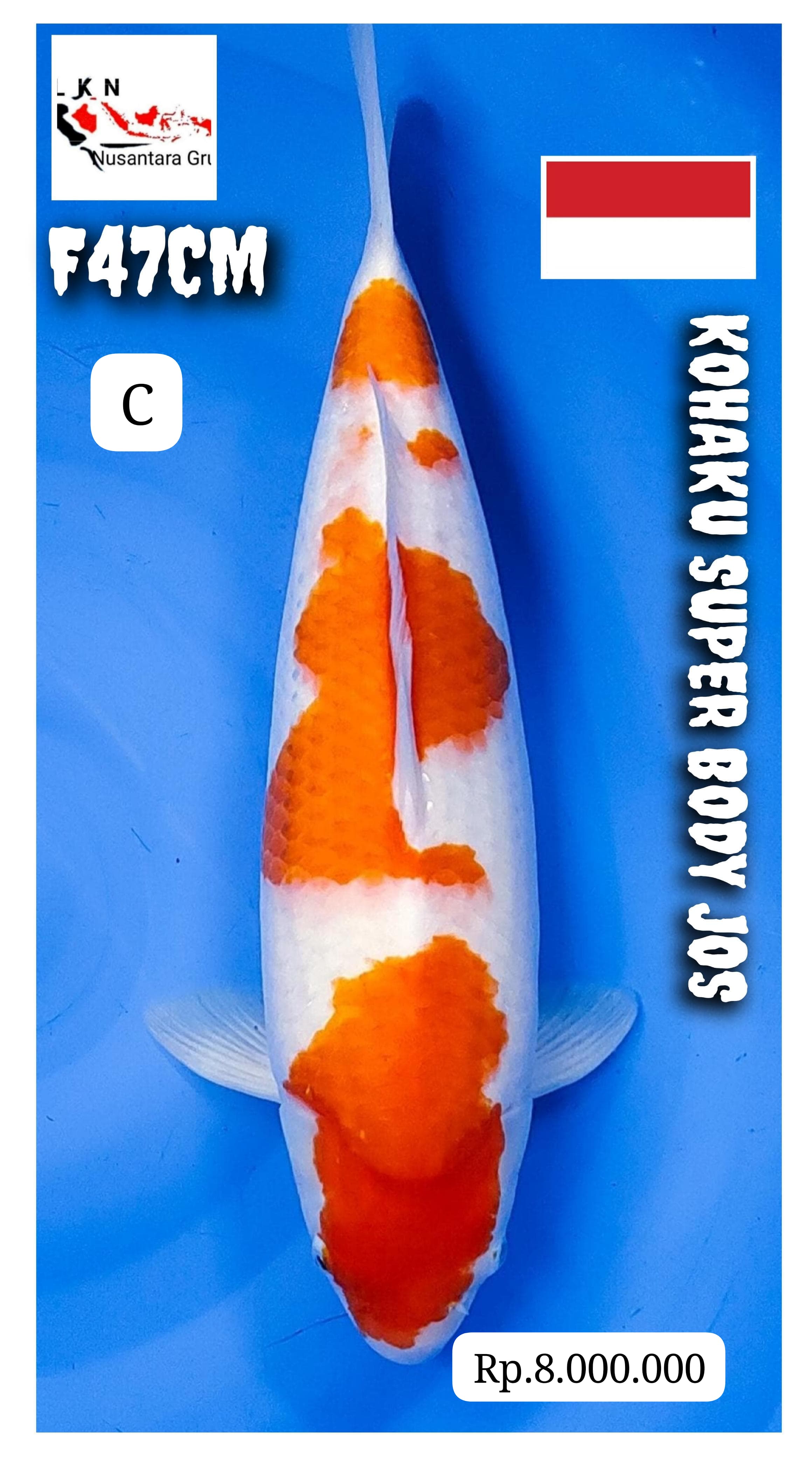 KOHAKU SUPER BODY JOS ISTIMEWA JUMBO LOKASI MADIUN 47cm