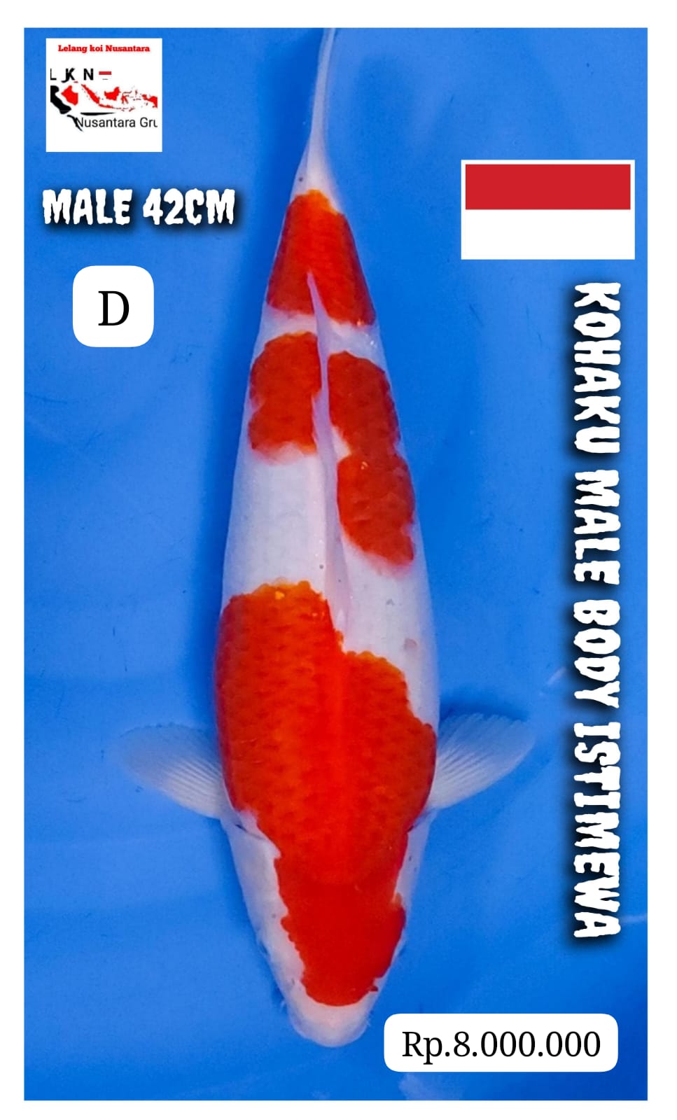 KOHAKU MALE BODY ISTIMEWA LOKASI MADIUN 42cm