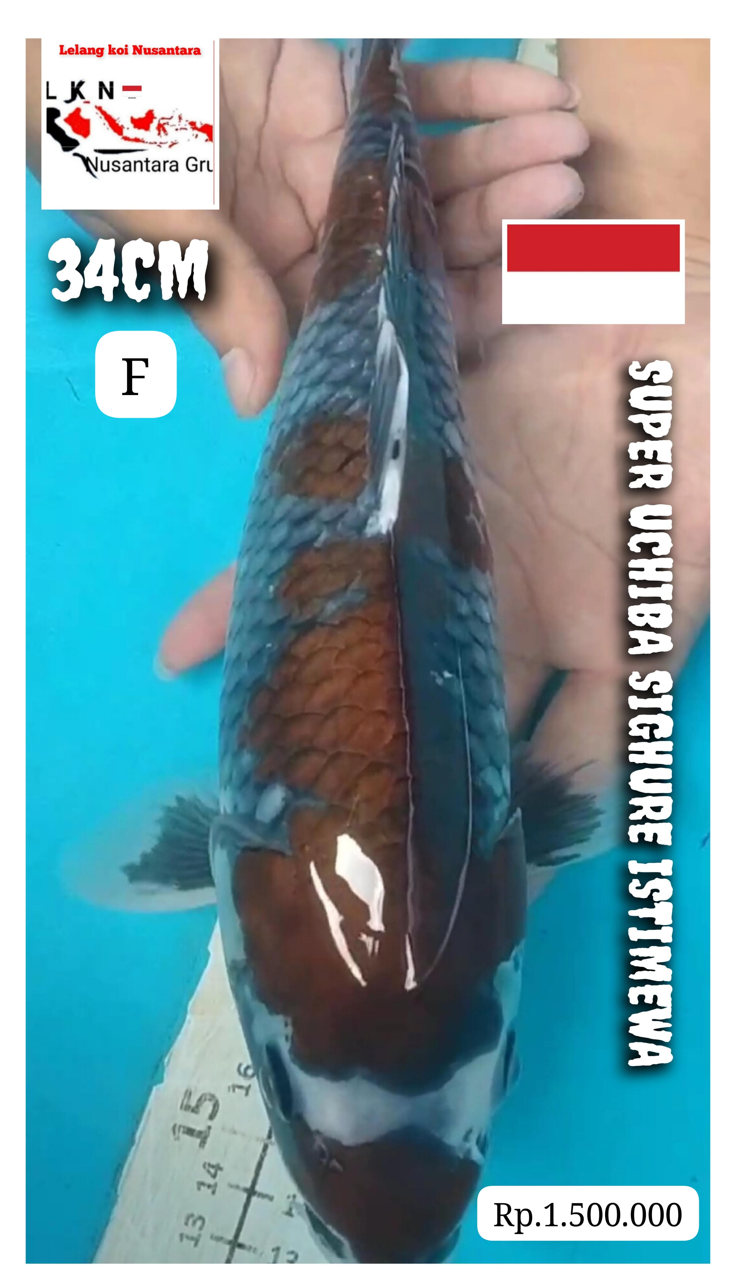 SUPER UCHIBA SHIGURE ORIGINAL MOTOGURO JOSS LOKASI TULUNGAGUNG 34cm