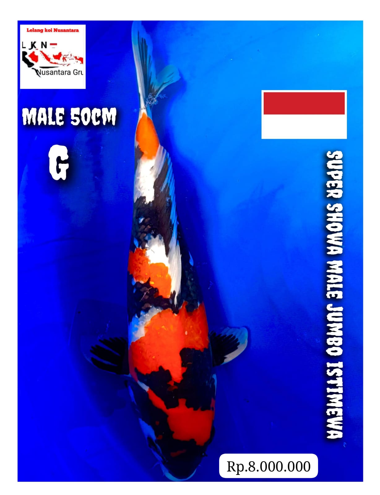 SUPER SHOWA SHANSOKU JUMBO SQ MALE ISTIMEWA LOKASI MADIUN 50cm