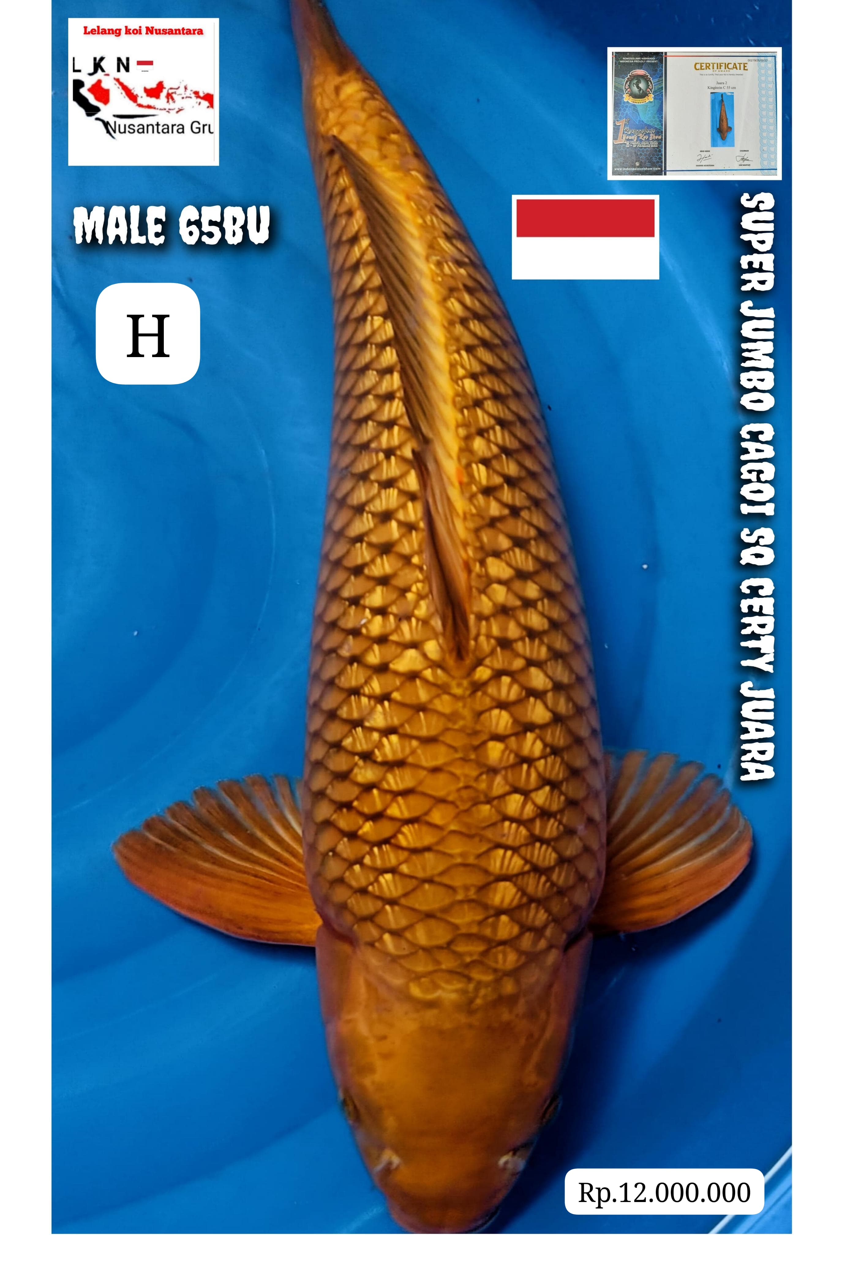 CAGOI SUPER JUMBO SQ CERTY JUARA LOKASI MADIUN 65BU 64cm