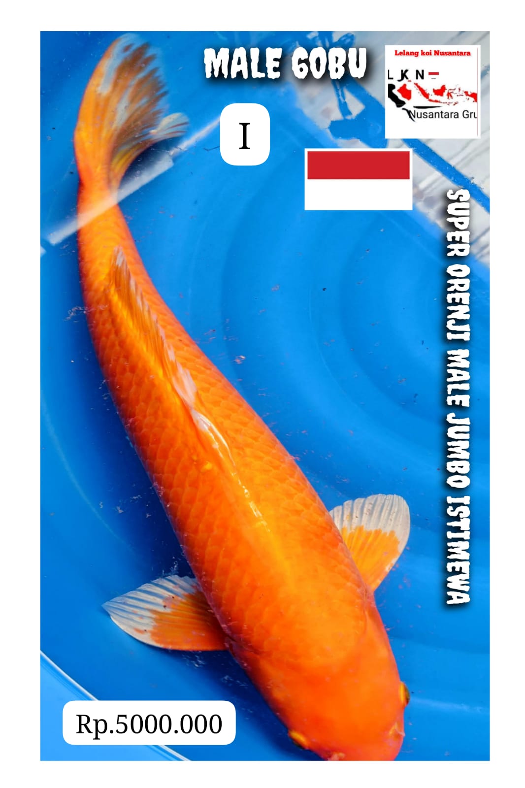SUPER ORENJI MALE JUMBO LOKASI MADIUN 60BU 59cm
