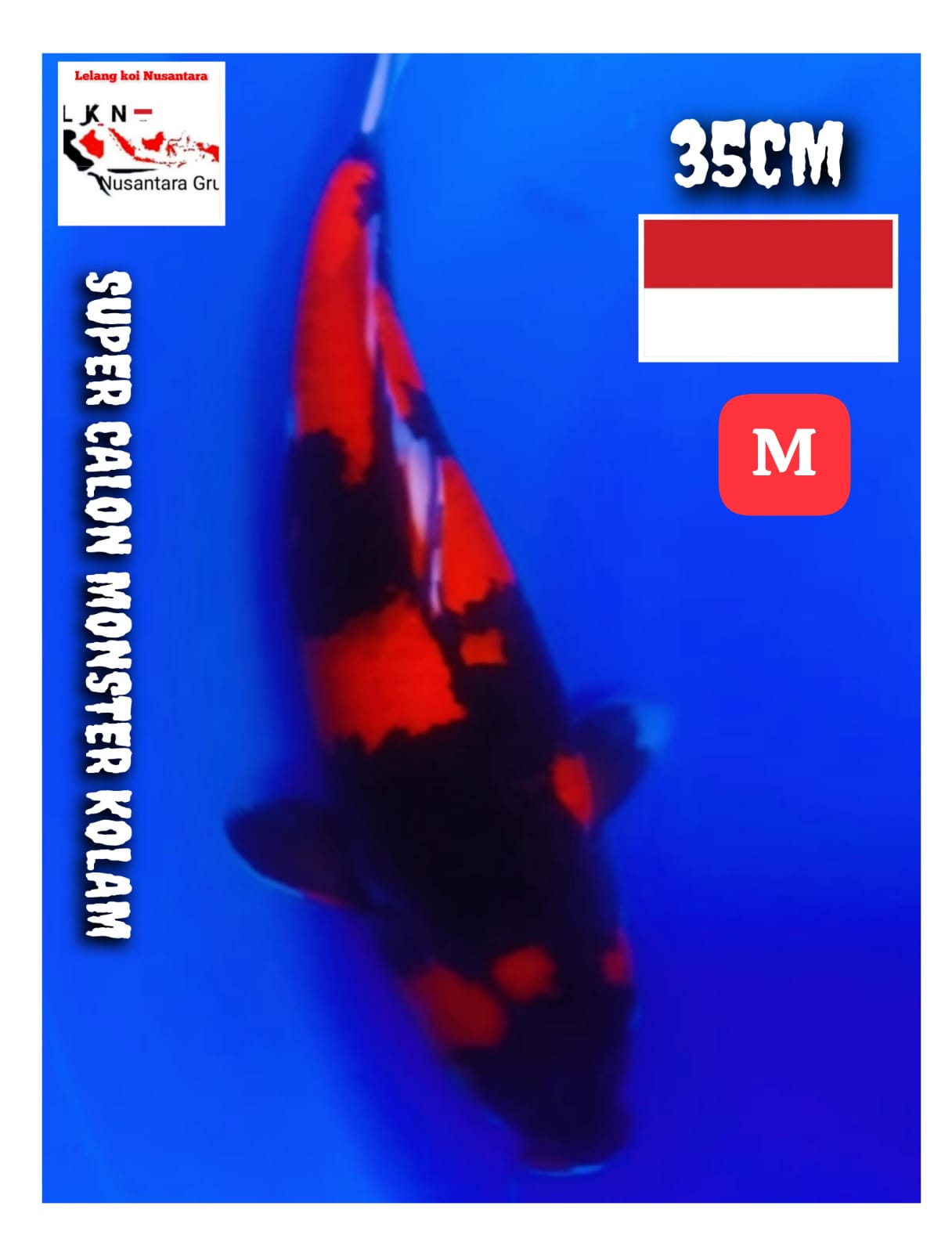 SUPER CALON MONSTER KOLAM SULTAN ORIGINAL ISTIMEWA LOKASI BKC 35cm