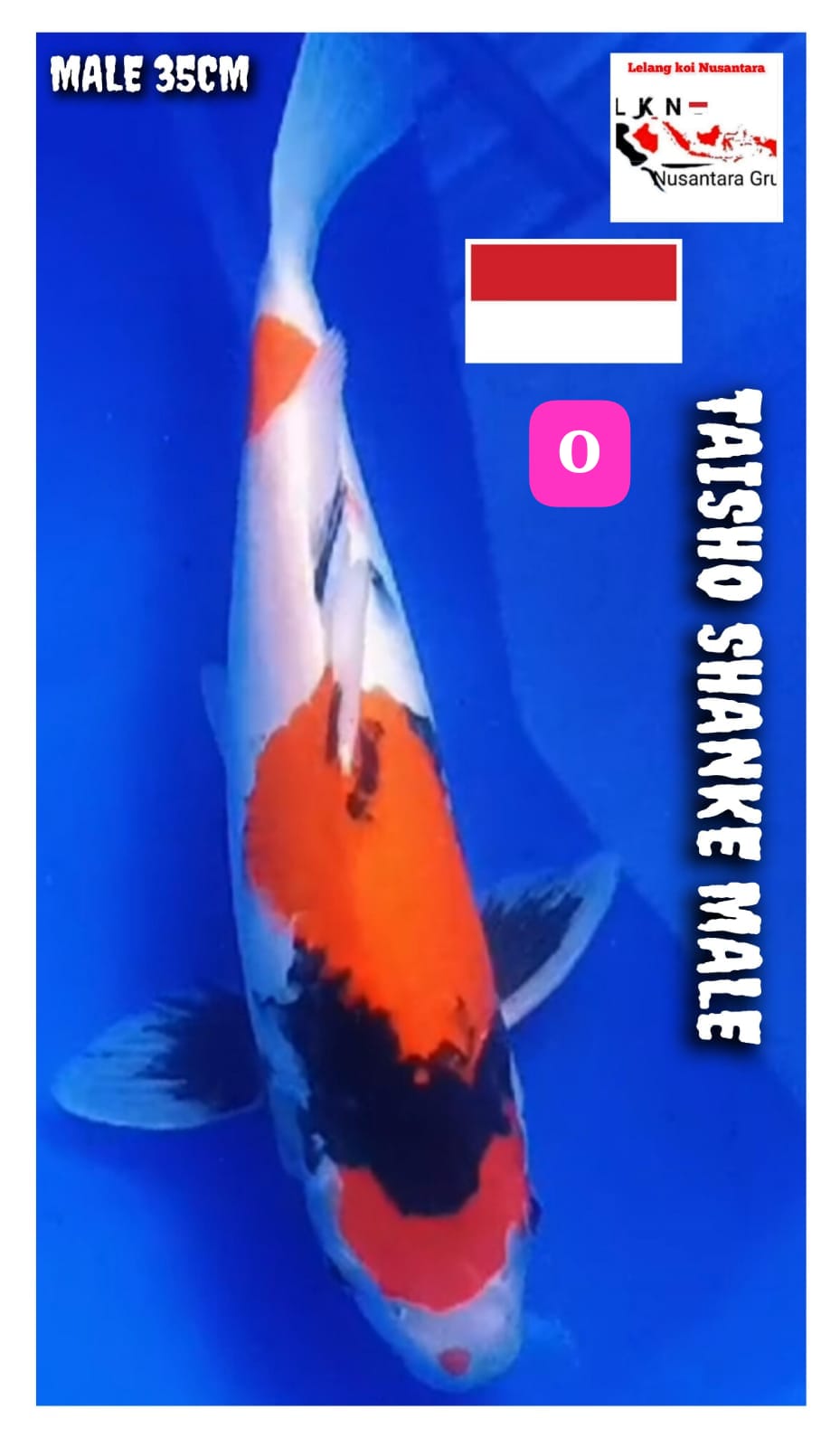 TAISHO SHANKE ORIGINAL MALE ISTIMEWA LOKASI BKC 35cm