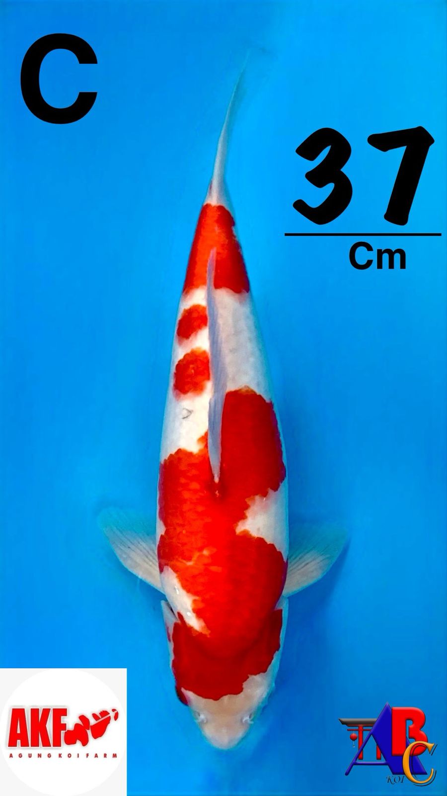 BAHAN KEEPINGMU BOLO KOHAKU BY AKF CALON JUMBO MERAH 37cm