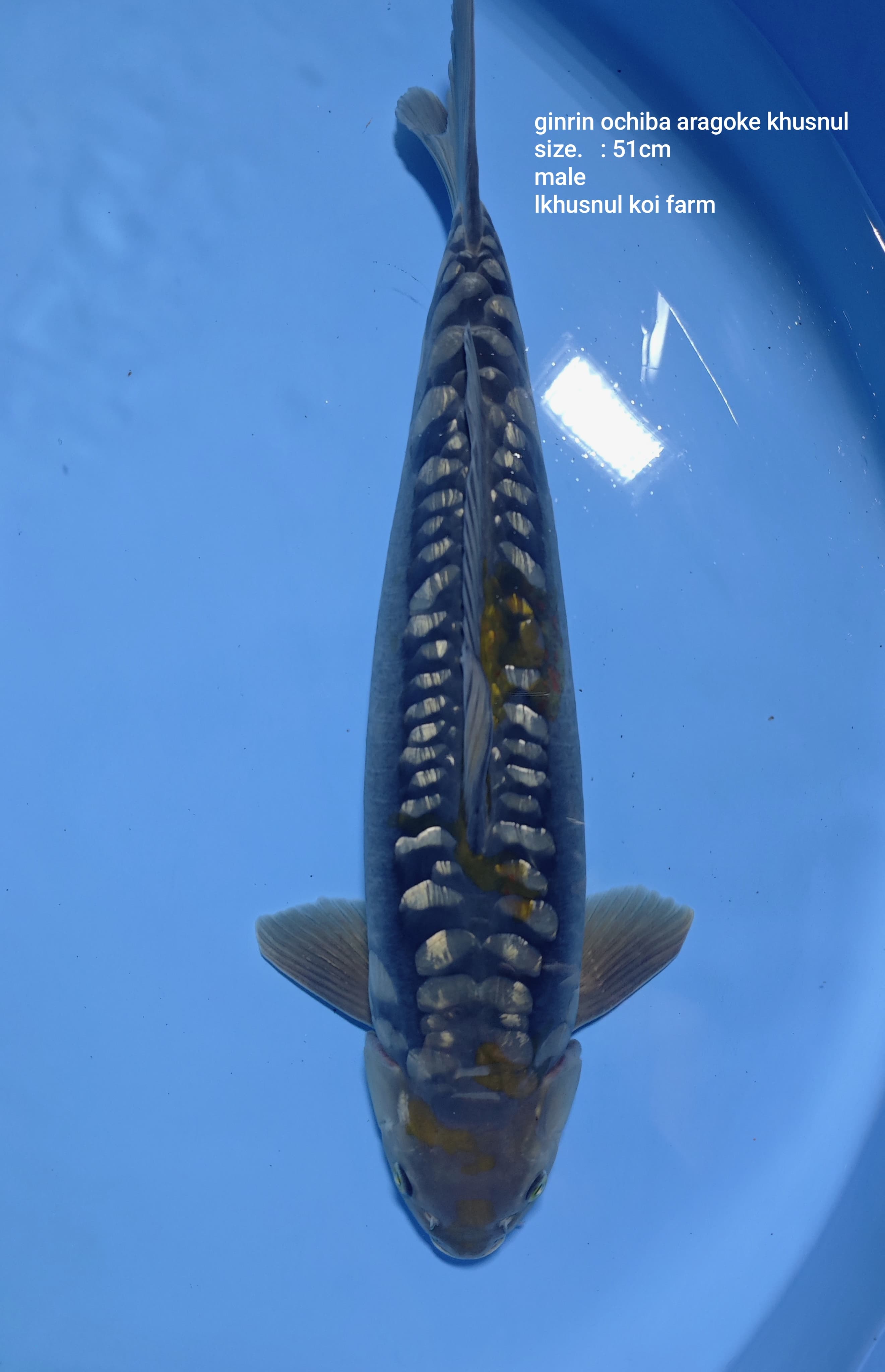 GINRIN OCHIBA ARAGOKE KKF BREED KHUSNUL KOI FARM 51cm