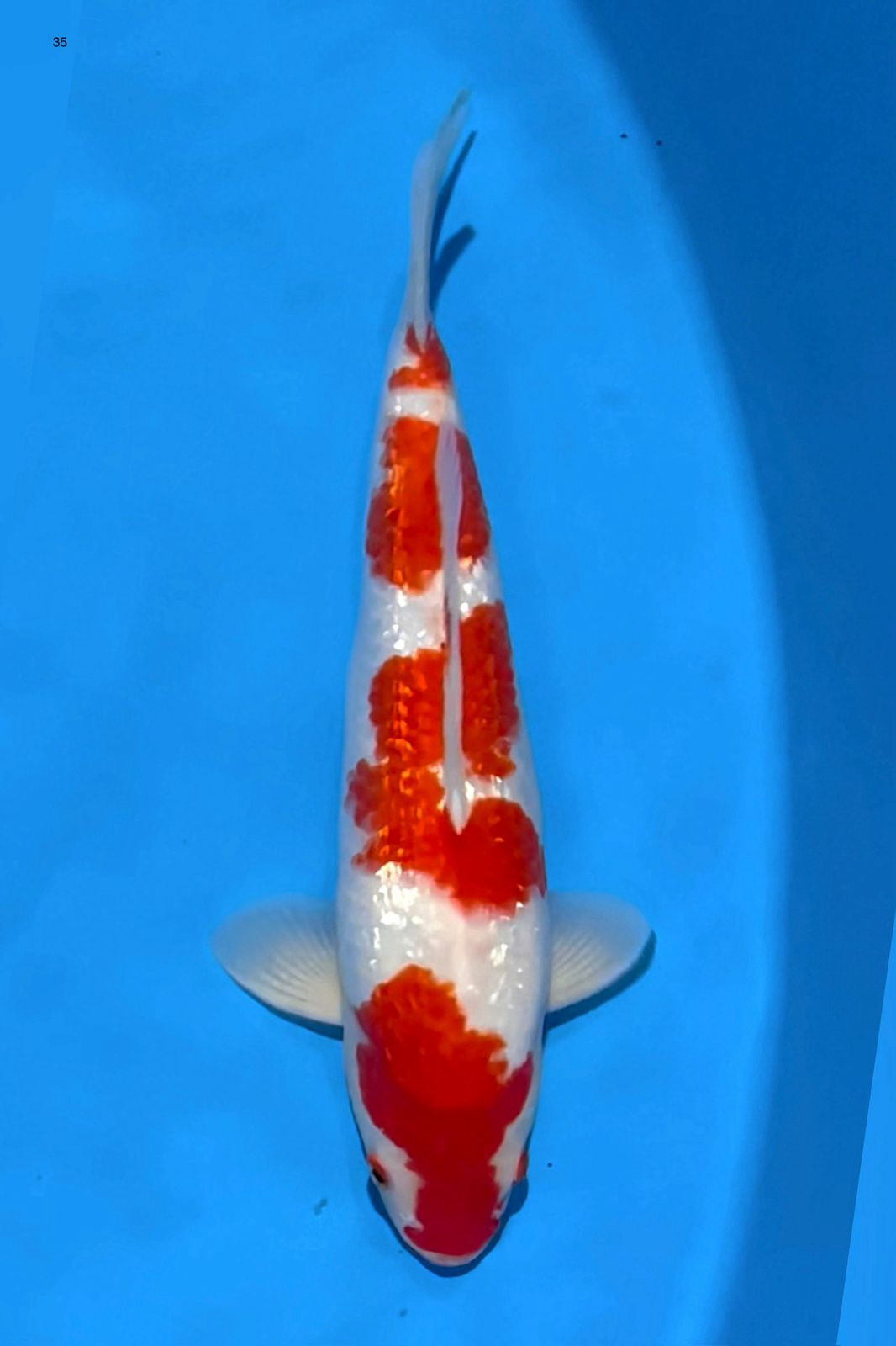 KOHAKU BENI STRONG 35cm
