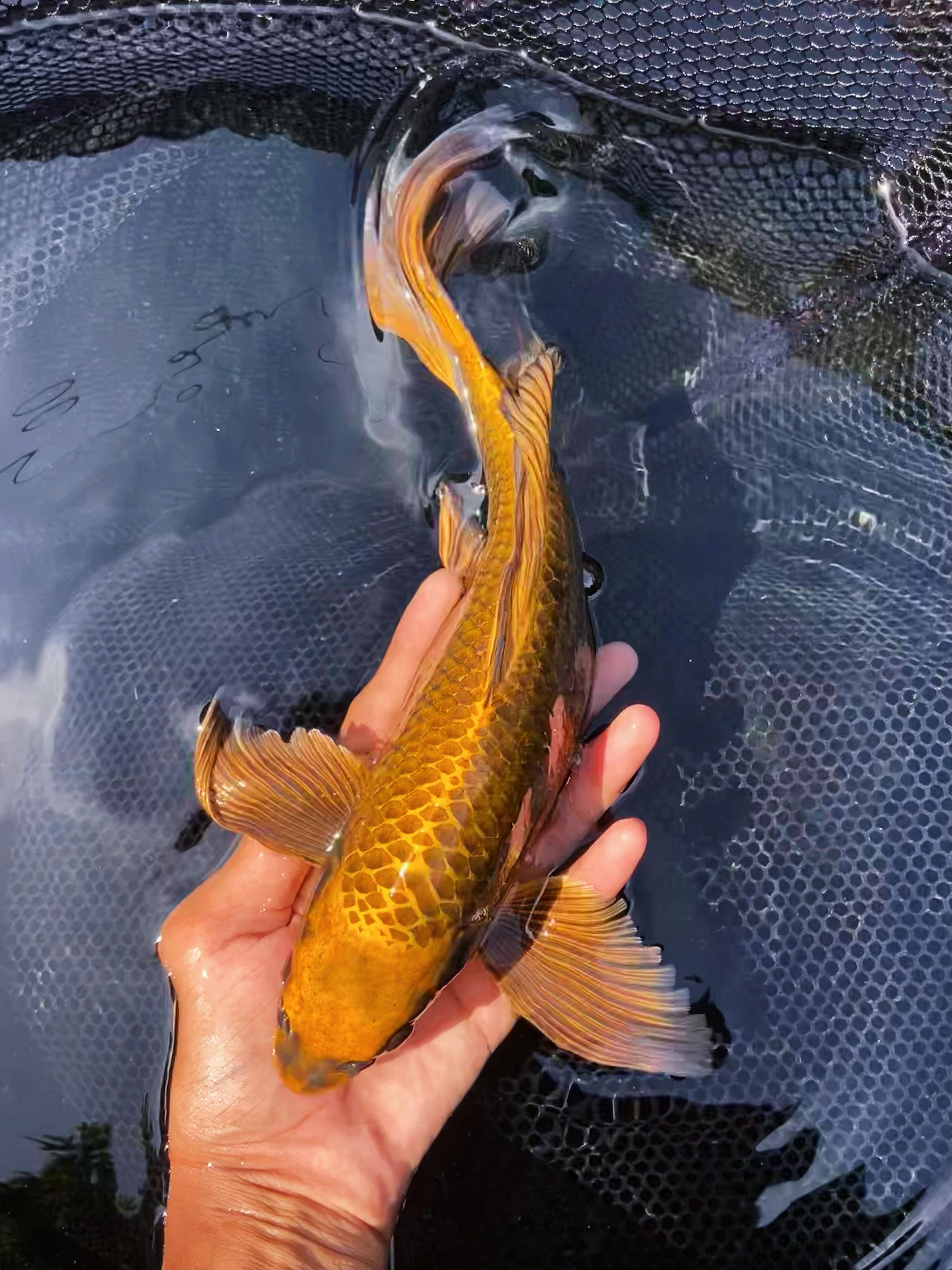 GOLD MUKASHI KUMPAY SLAYER 33cm