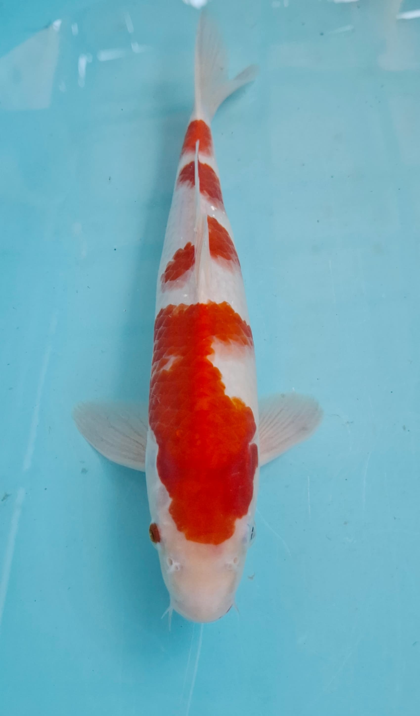 KOHAKU 32cm