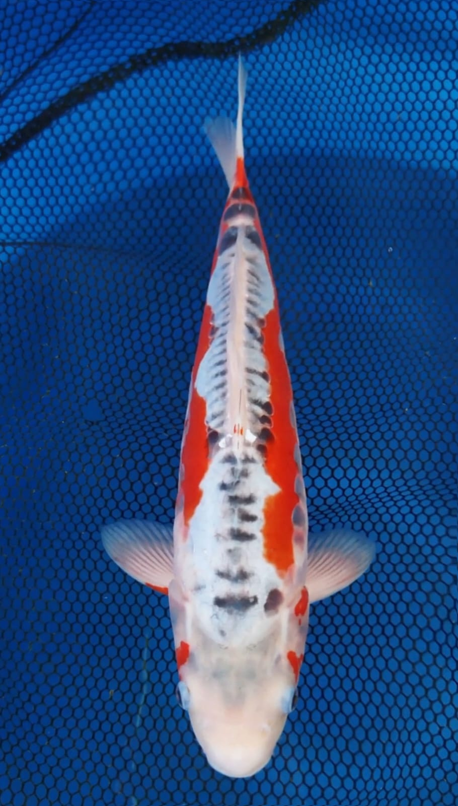 TATEGOI SHUSUI BLOODLINE YAMAJU BAHAN BAGUS TINGGAL TUNGGU RING FINISH LOKASI SEMARANG 33cm