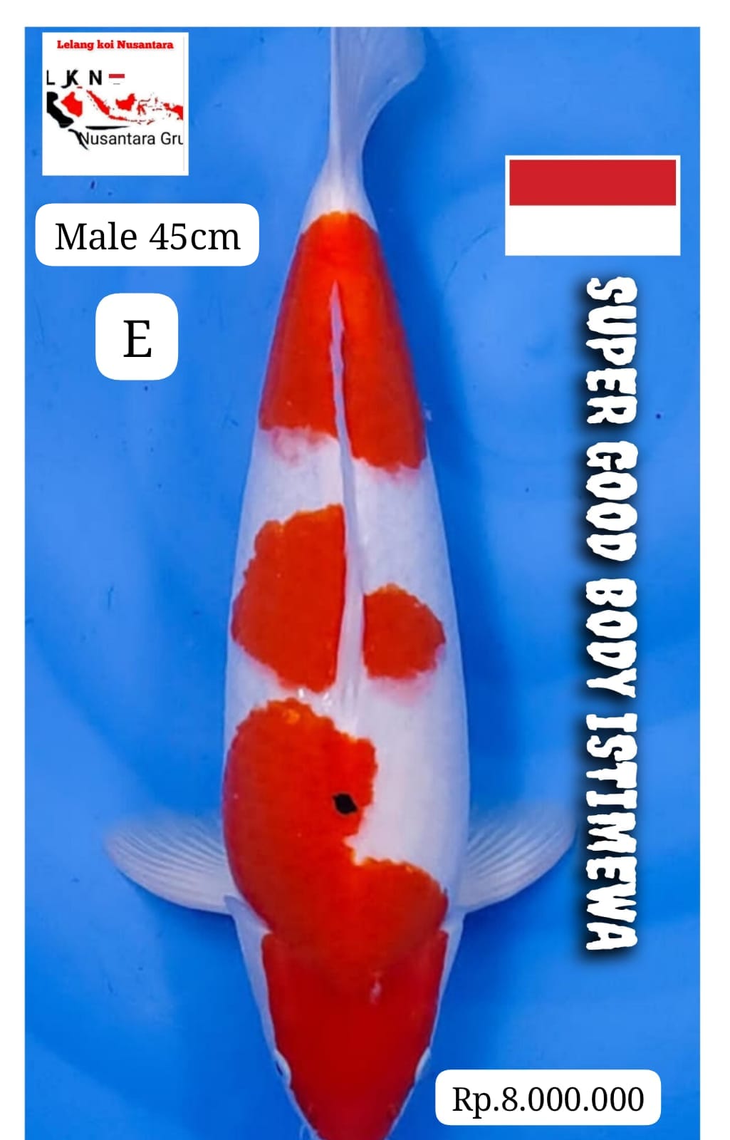 SUPER GOOD BODY ISTIMEWA MALE ORIGINAL JUMBO LOKASI MADIUN 45cm