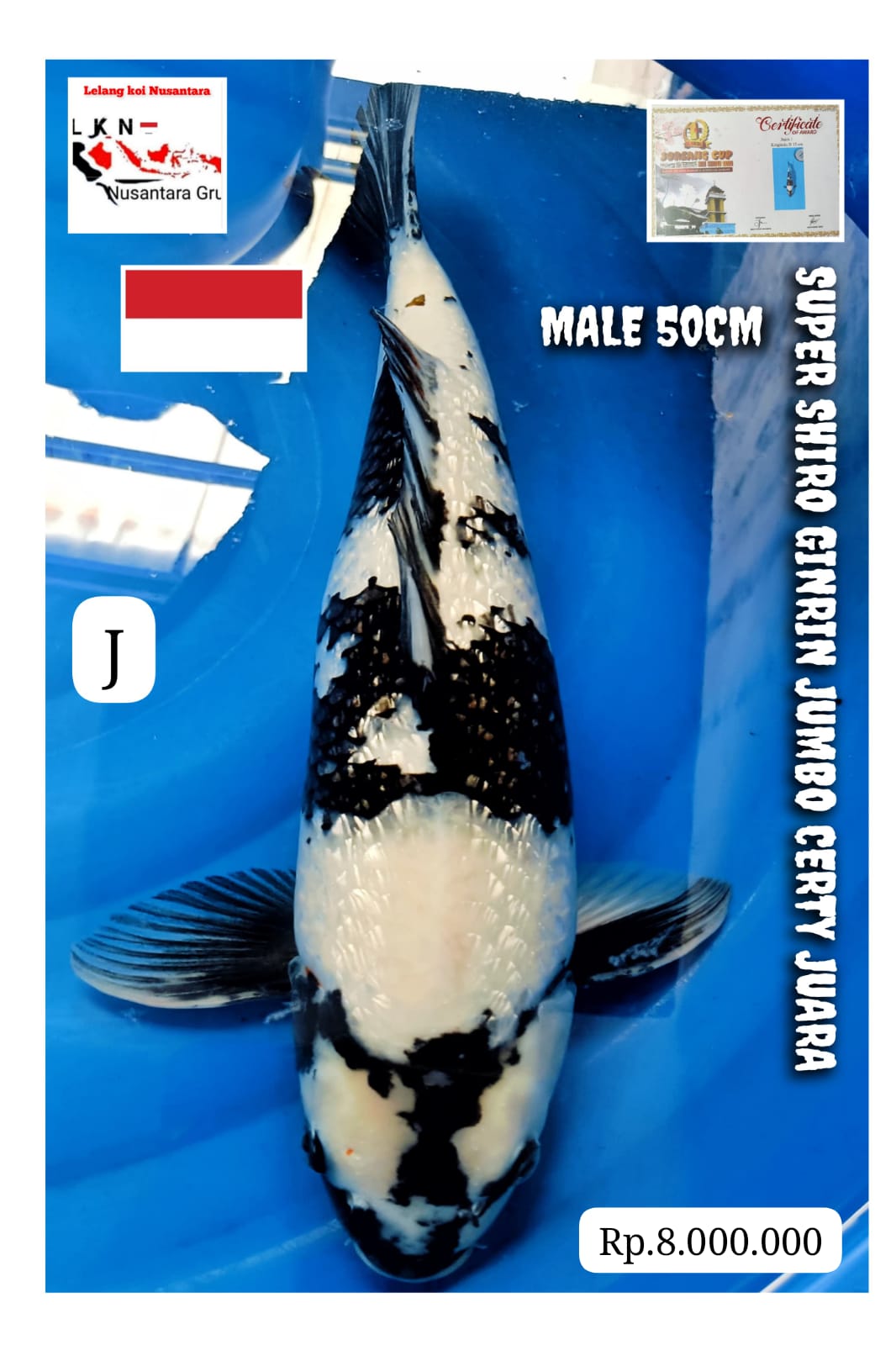 SUPER SHIRO CERTY JUARA SQ QUALITY JUMBO MALE LOKASI MADIUN 50cm