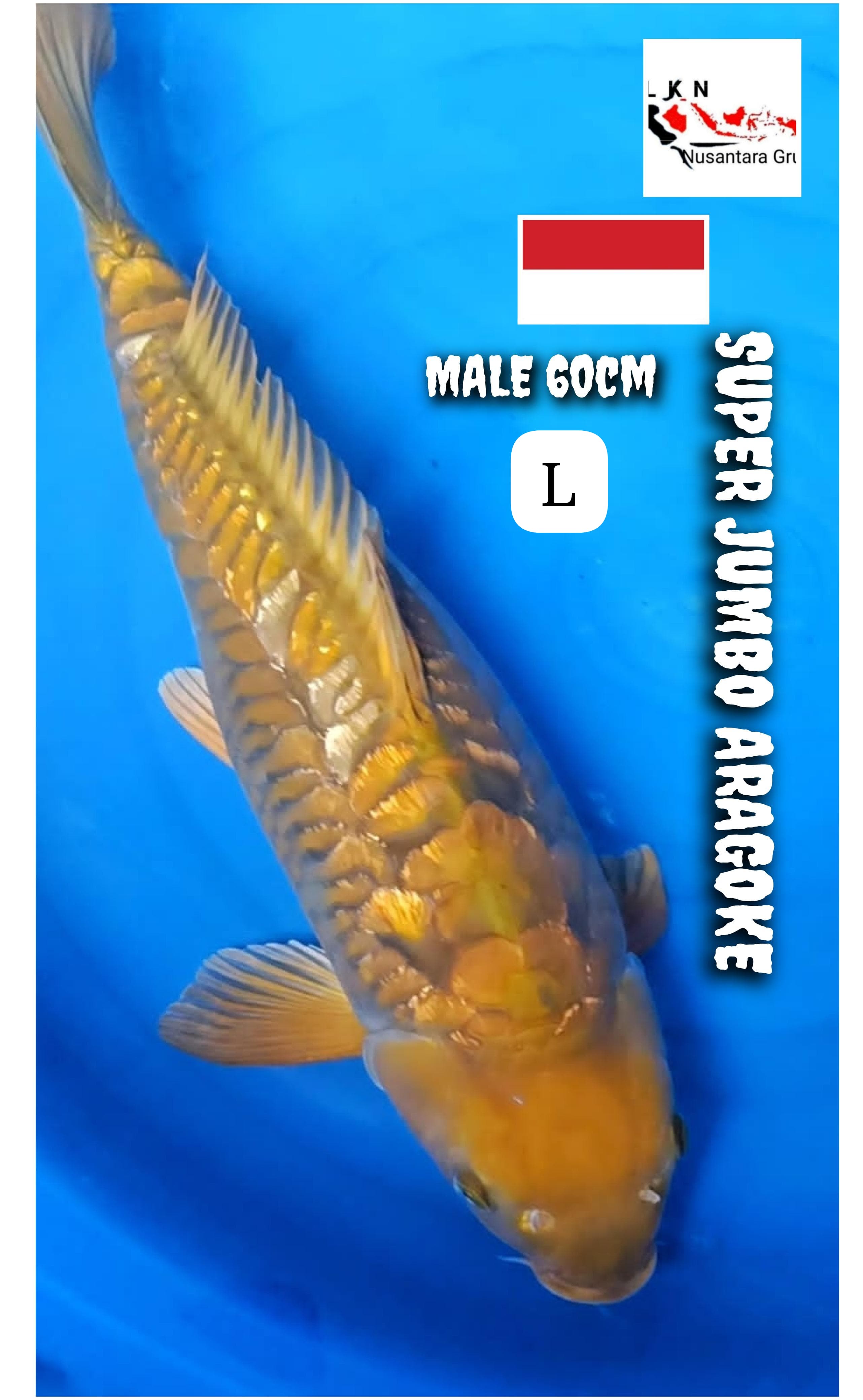 SUPER JUMBO ARAGOKE MALE LOKASI MADIUN 60cm