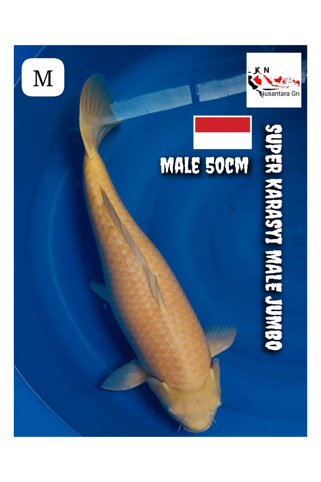 JUMBO KARASYI MALE ISTIMEWA LOKASI MADIUN 60cm