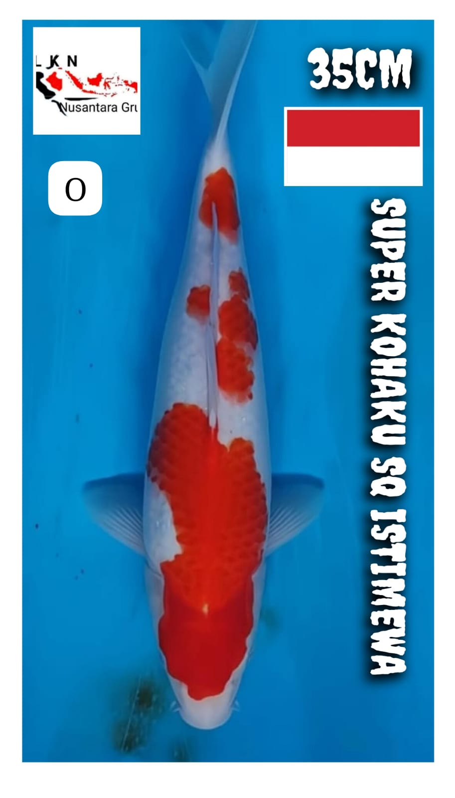 KOHAKU SQ UNCHEK ORIGINAL LOKASI BLITAR 35cm