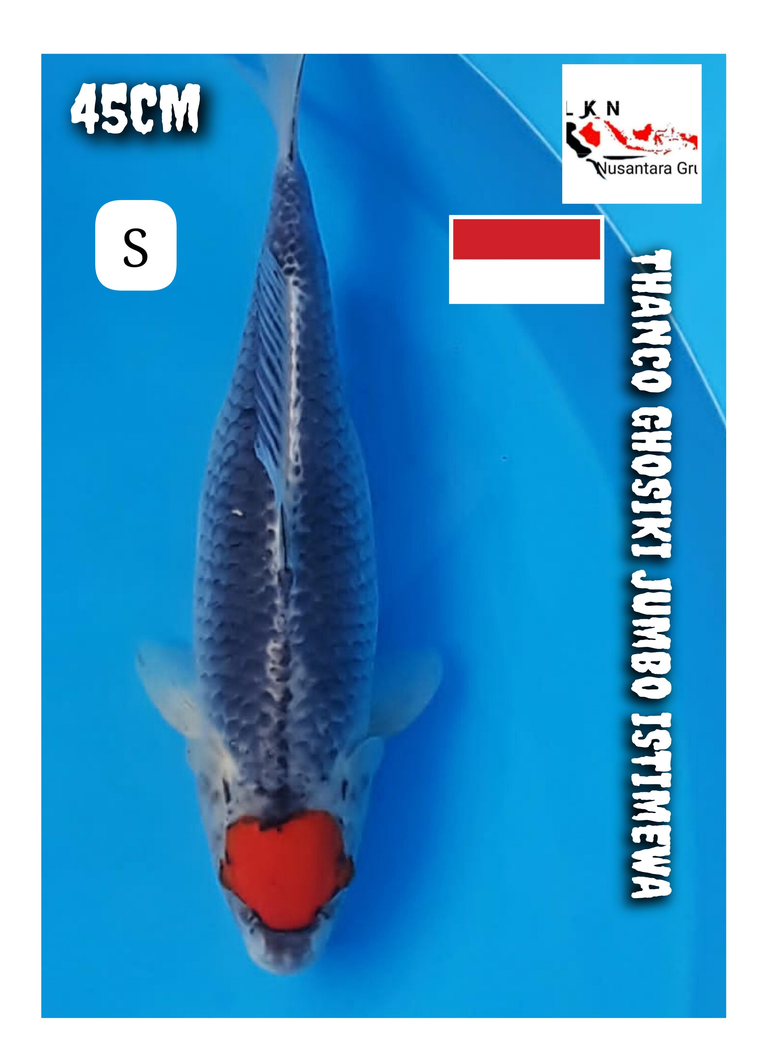 SUPER THANCO GHOSIKI ISTIMEWA JUMBO LOKASI SUKABUMI 45cm