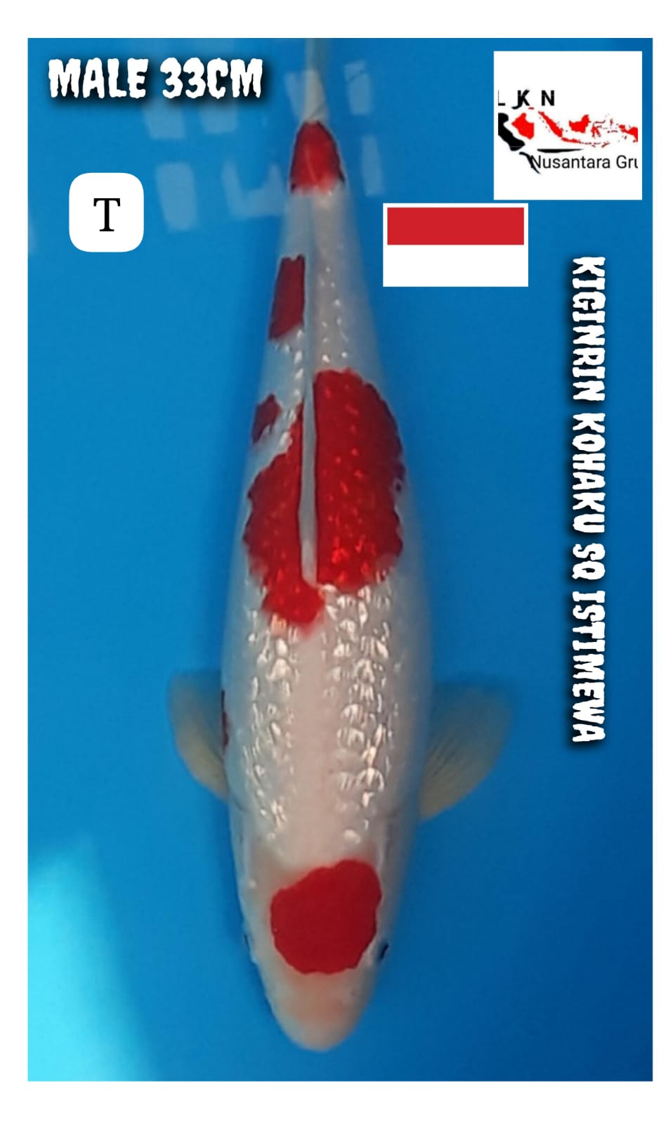 KIGINRIN KOHAKU SQ ISTIMEWA MALE LOKASI SUKABUMI 33cm