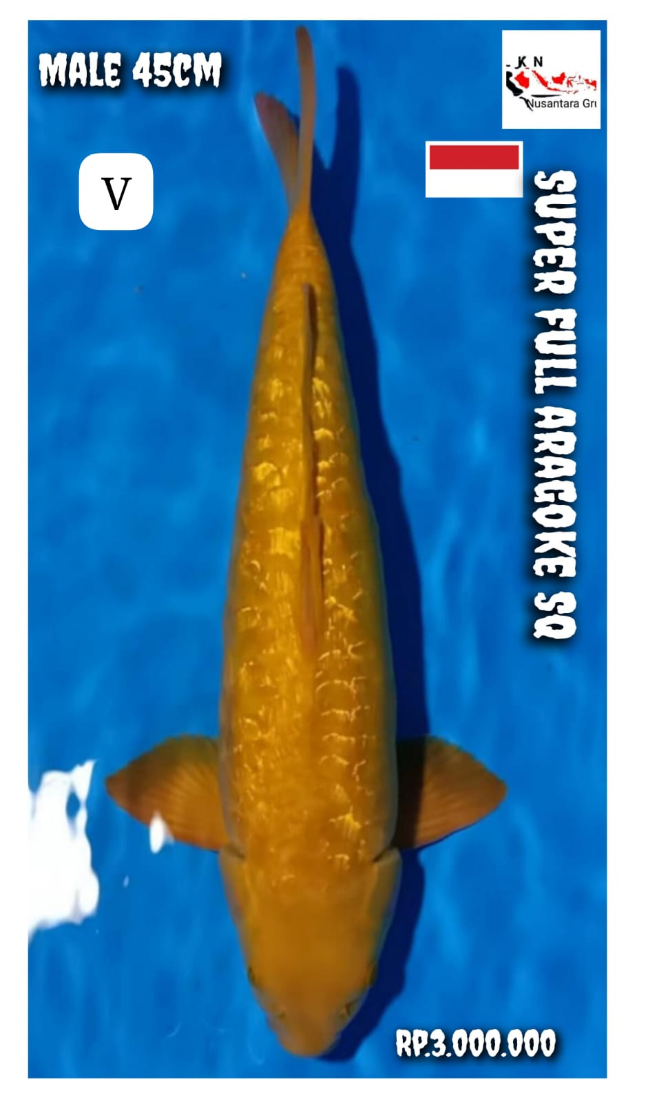 SUPER ARAGOKE SQ IKAN KELAS SULTAN ISTIMEWA JUMBO MALE 45cm