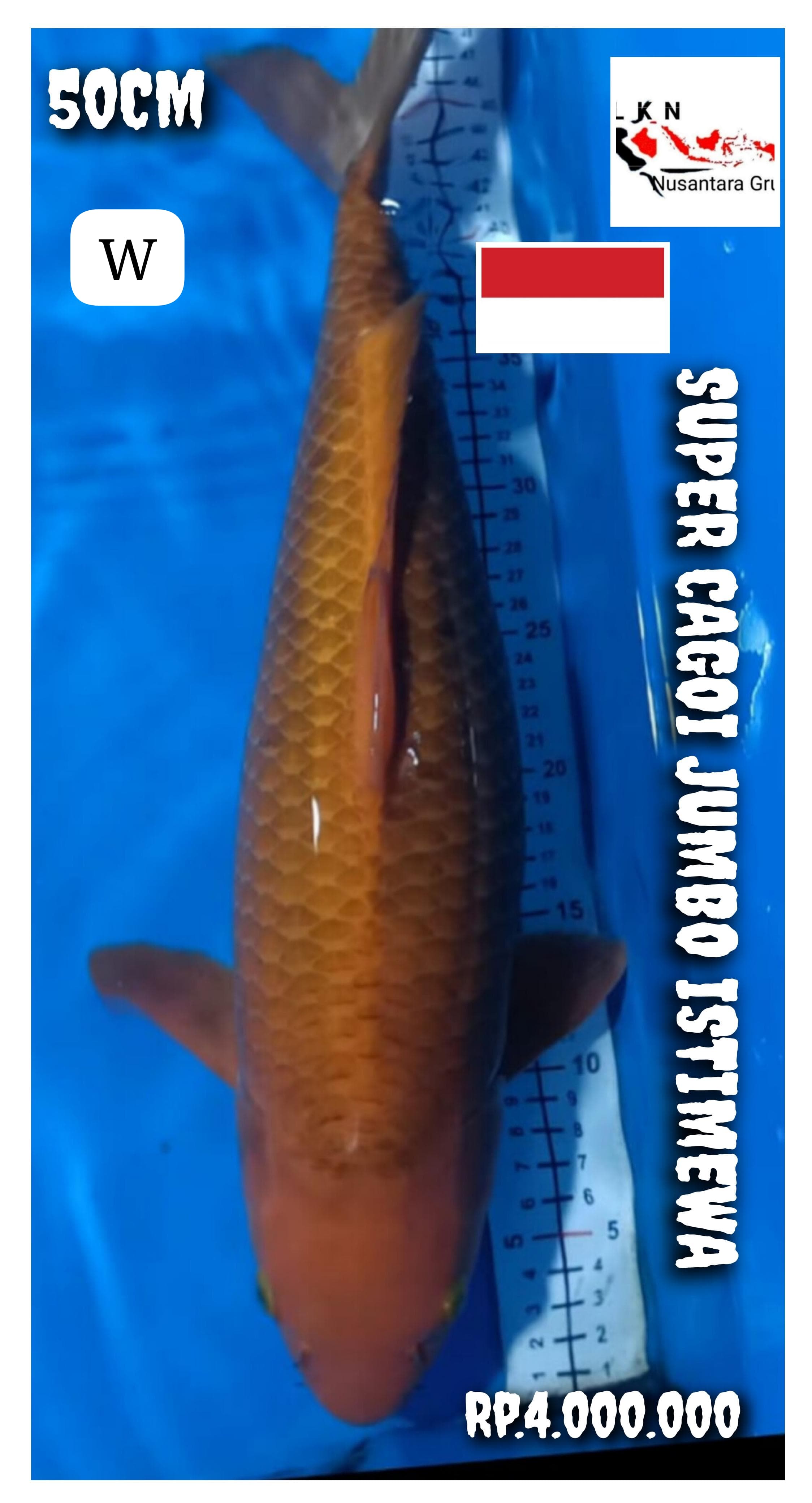 SUPER CAGOI BADAK AIR IKAN IDAMAN PARA SULTAN JUMBO ISTIMEWA LOKASI BLITAR 50cm