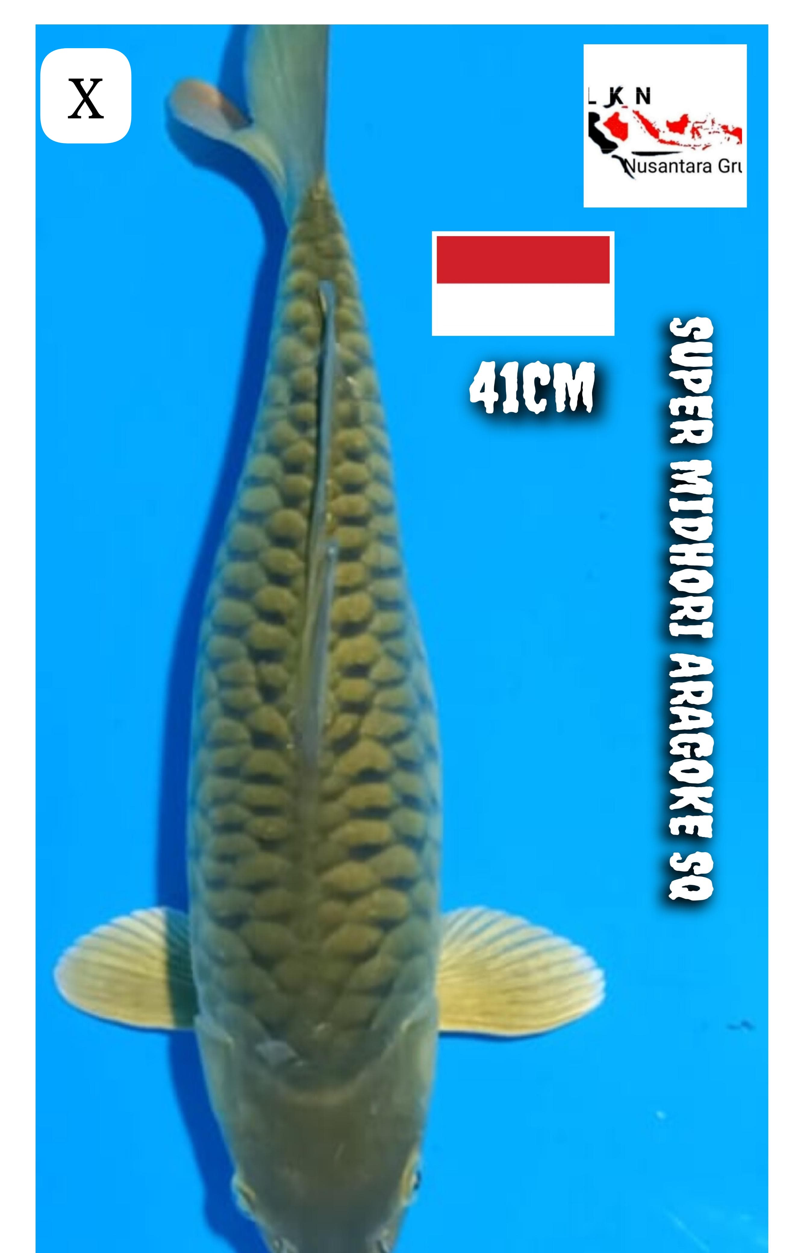 SUPER MIDHORI ARAGOKE SQ ISTIMEWA LOKASI BLITAR 41cm