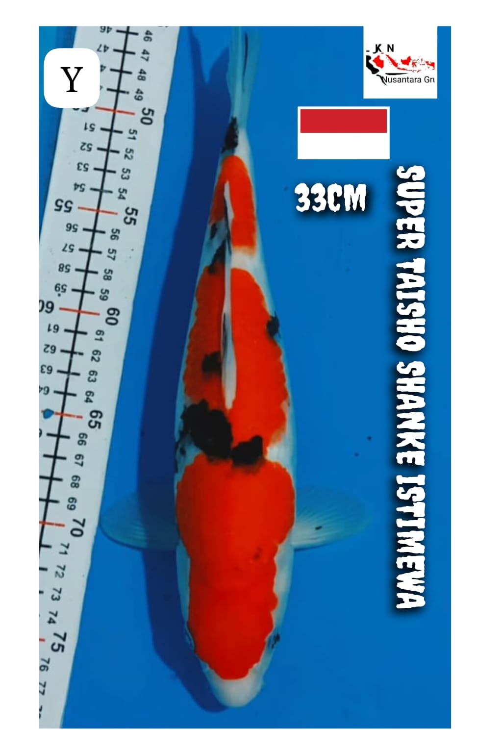 SUPER TAISHO SHANKE SQ ISTIMEWA LOKASI BLITAR 33cm