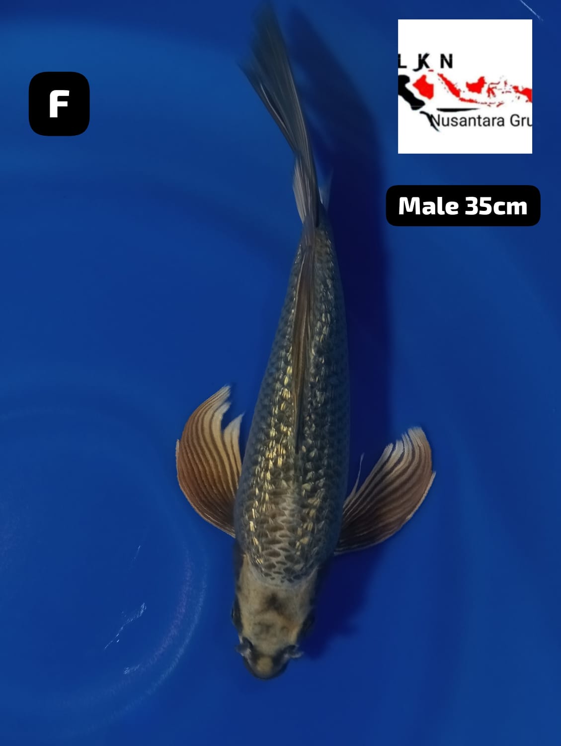 GINRIN SLAYER ISTIMEWA LOKASI BLITAR 35cm