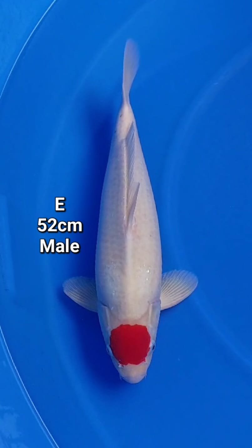 TANCHO ORI 52cm