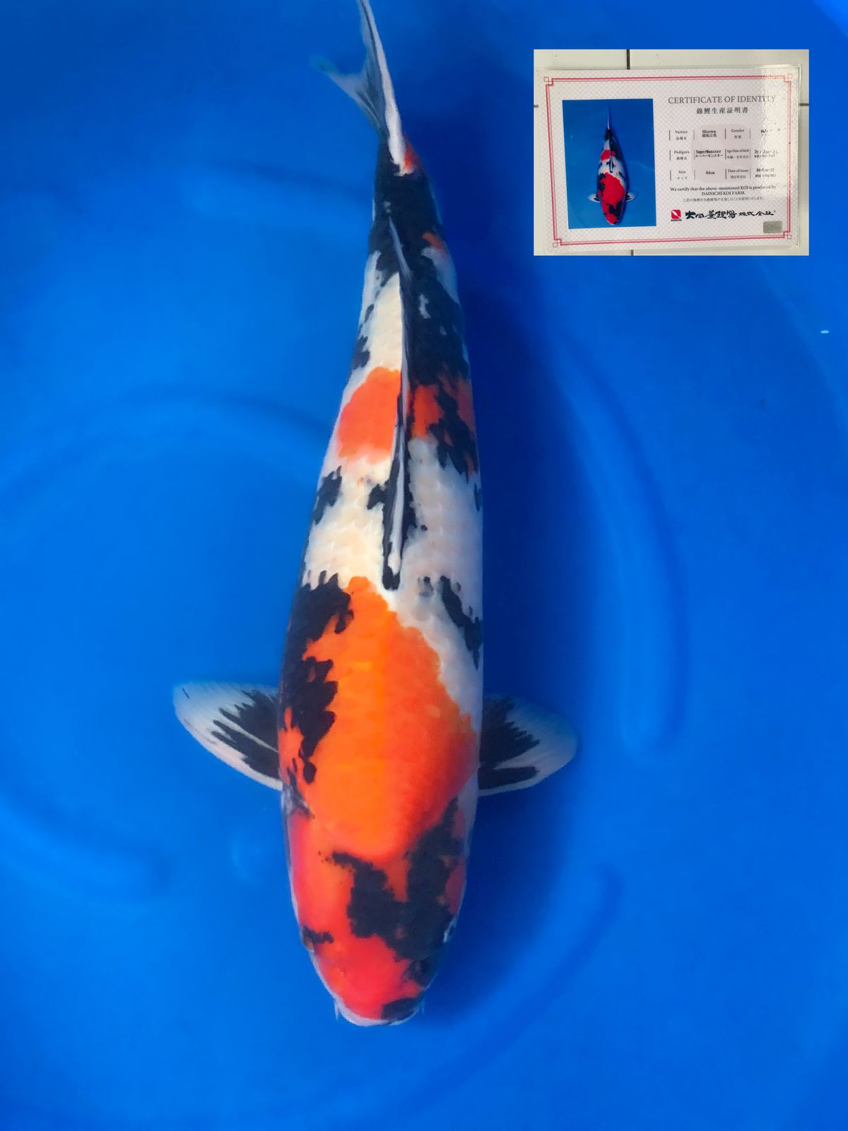 SHOWA IMPORT DAINICHI 70BU 68cm