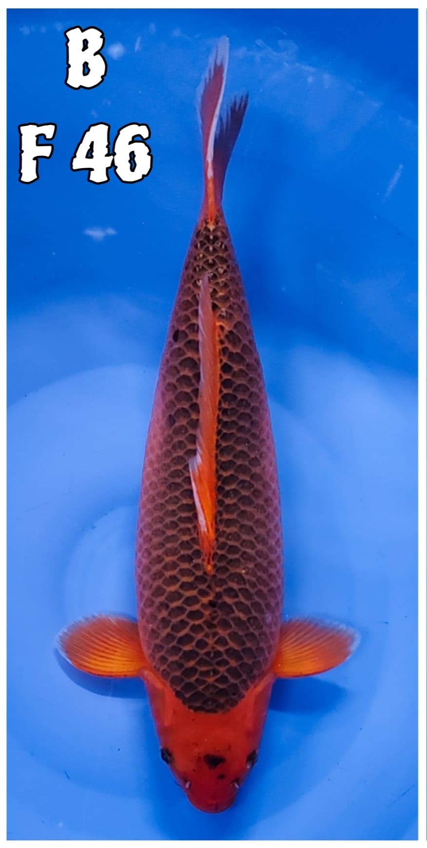 AKA MATSUBA 46cm