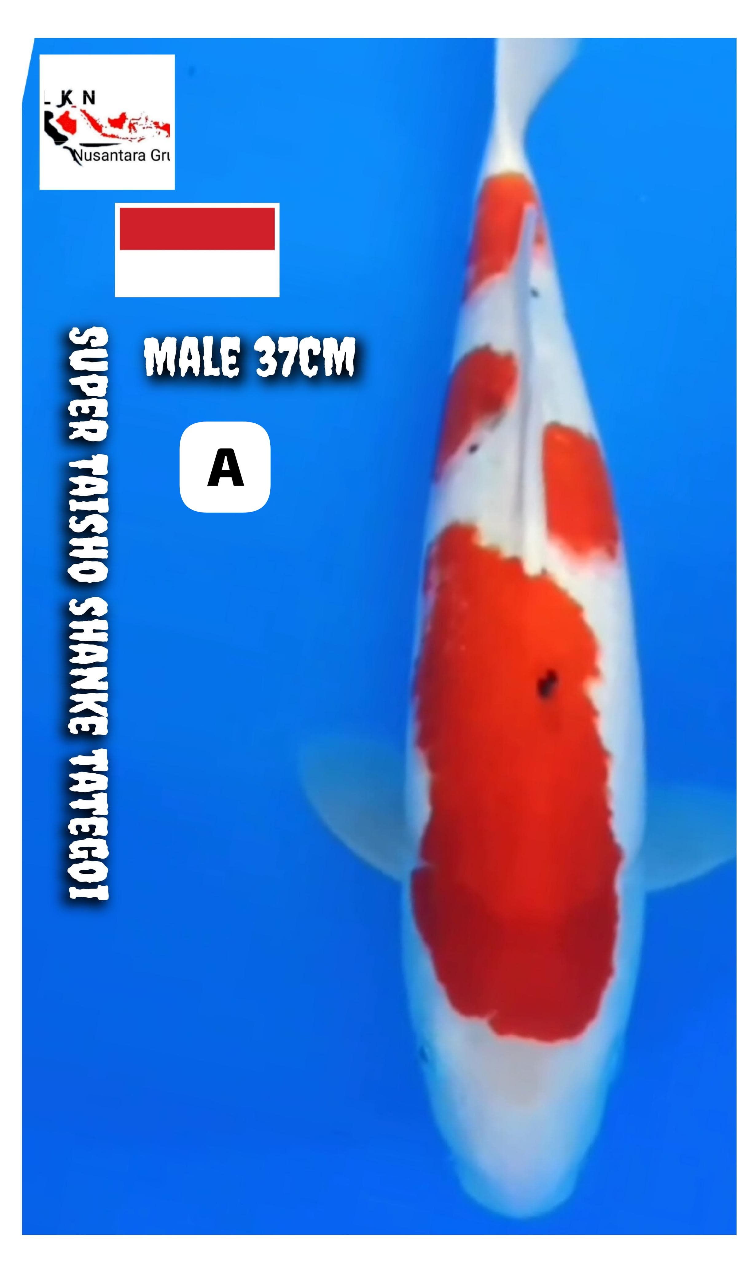 SUPER TAISHO SHANKE TATEGOI MALE LOKASI BKC 37cm