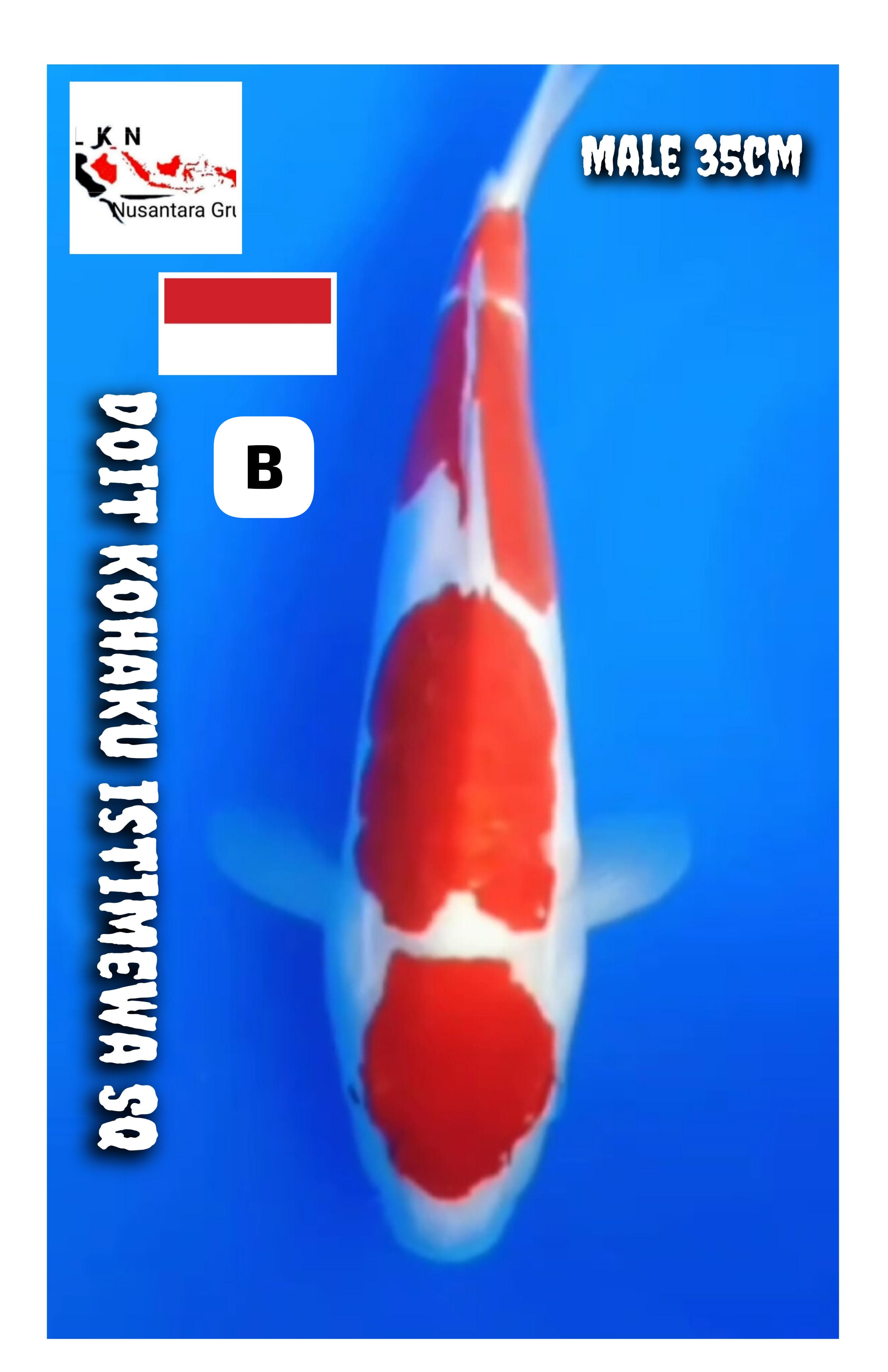 DOIT KOHAKU SQ MALE ISTIMEWA LOKASI BKC 35cm