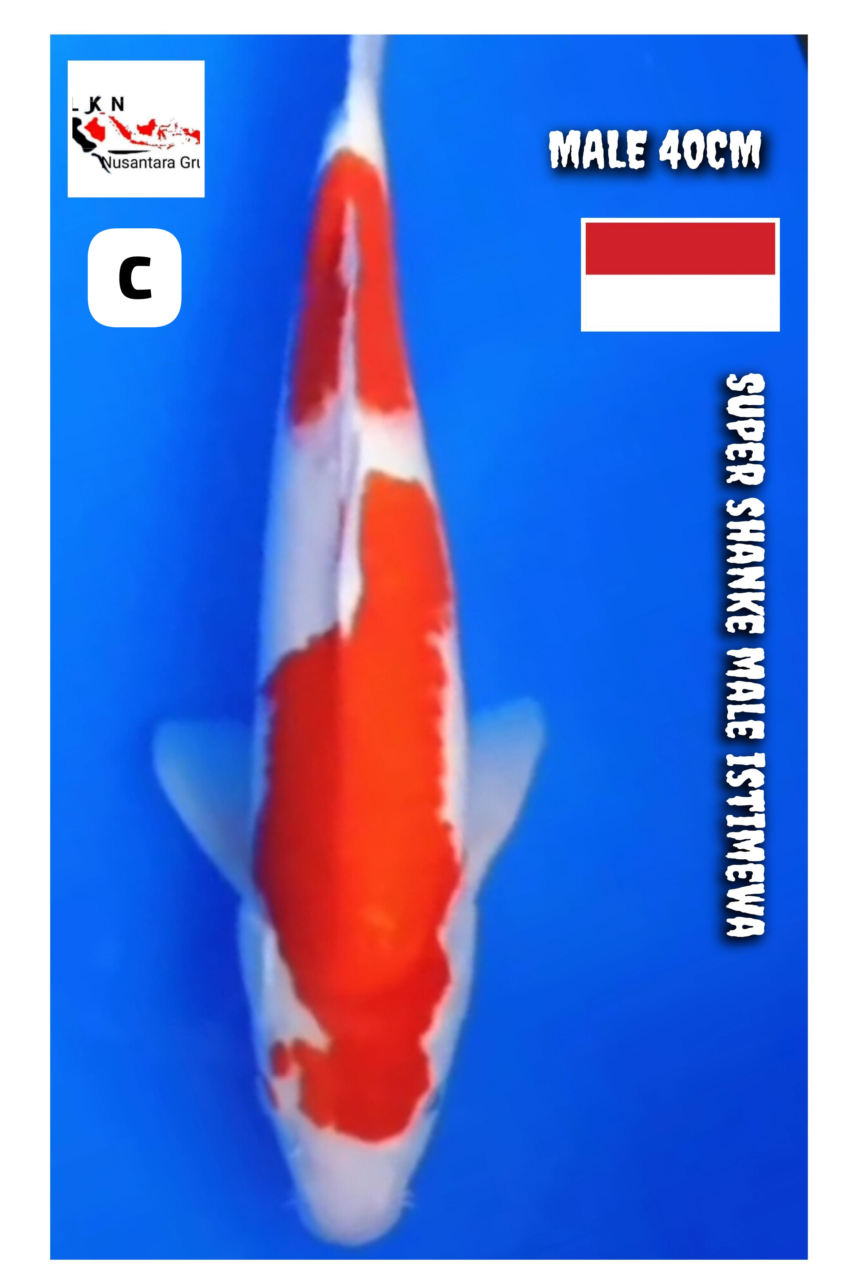 SUPER SHANKE MALE ISTIMEWA LOKASI BKC 40cm