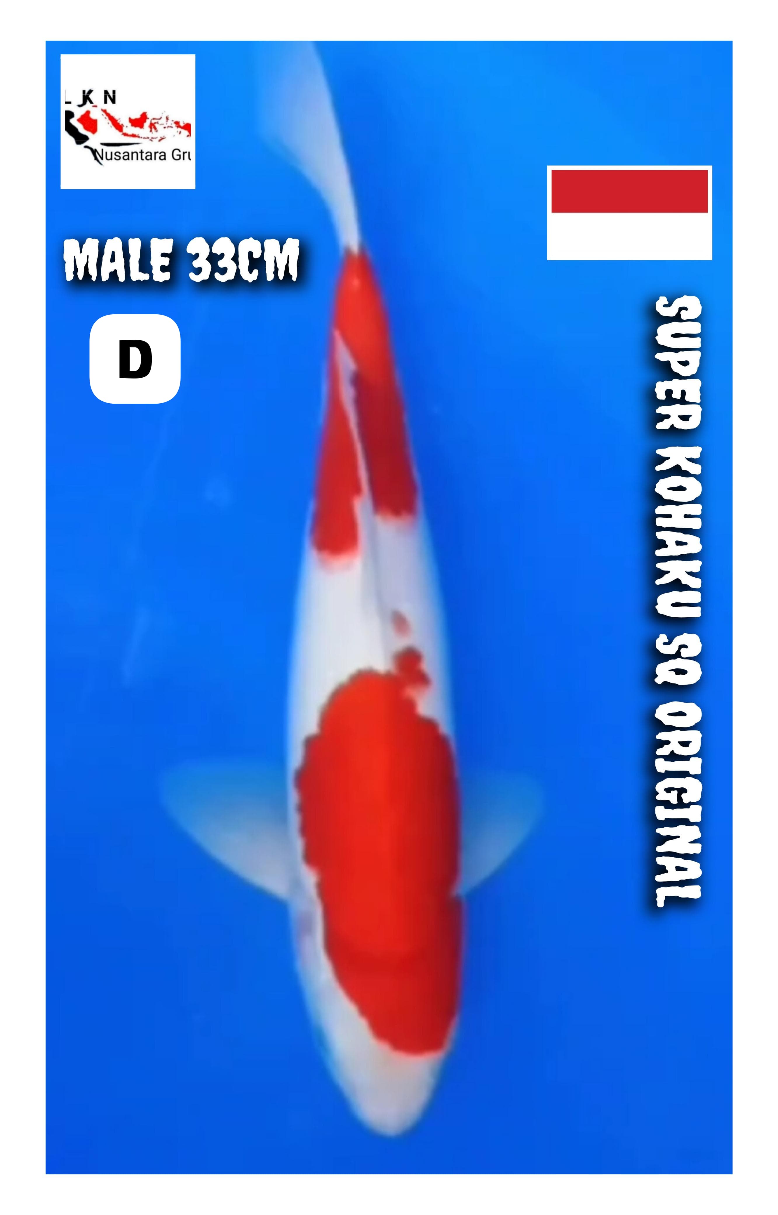 KOHAKU SQ ORIGINAL MALE LOKASI BKC 33cm