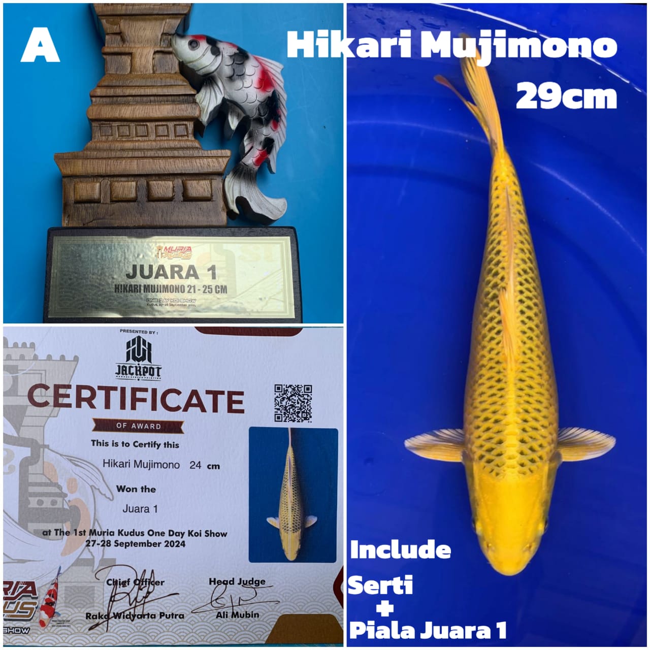 HIKARI MUJIMONO SQ INCLUDE PIALA DAN SERTIFIKATJUARA 1 29cm