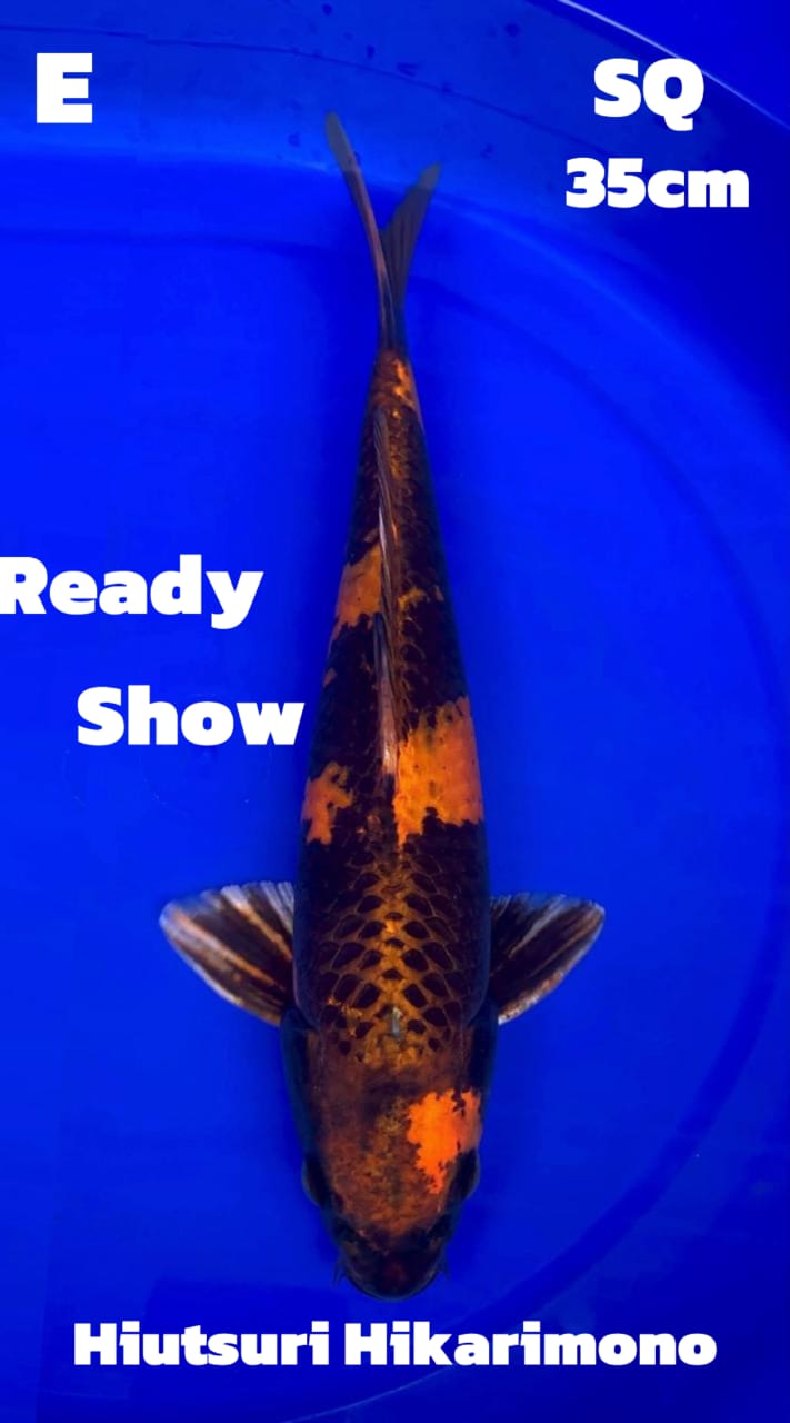 HIUTSURI HIKARIMONO SQ READY SHOW 35cm