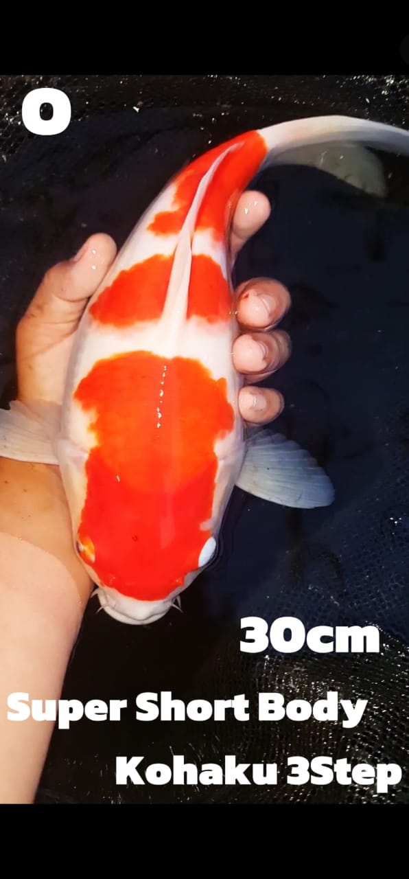 SUPER SHORT BODY KOHAKU 3STEP 30cm