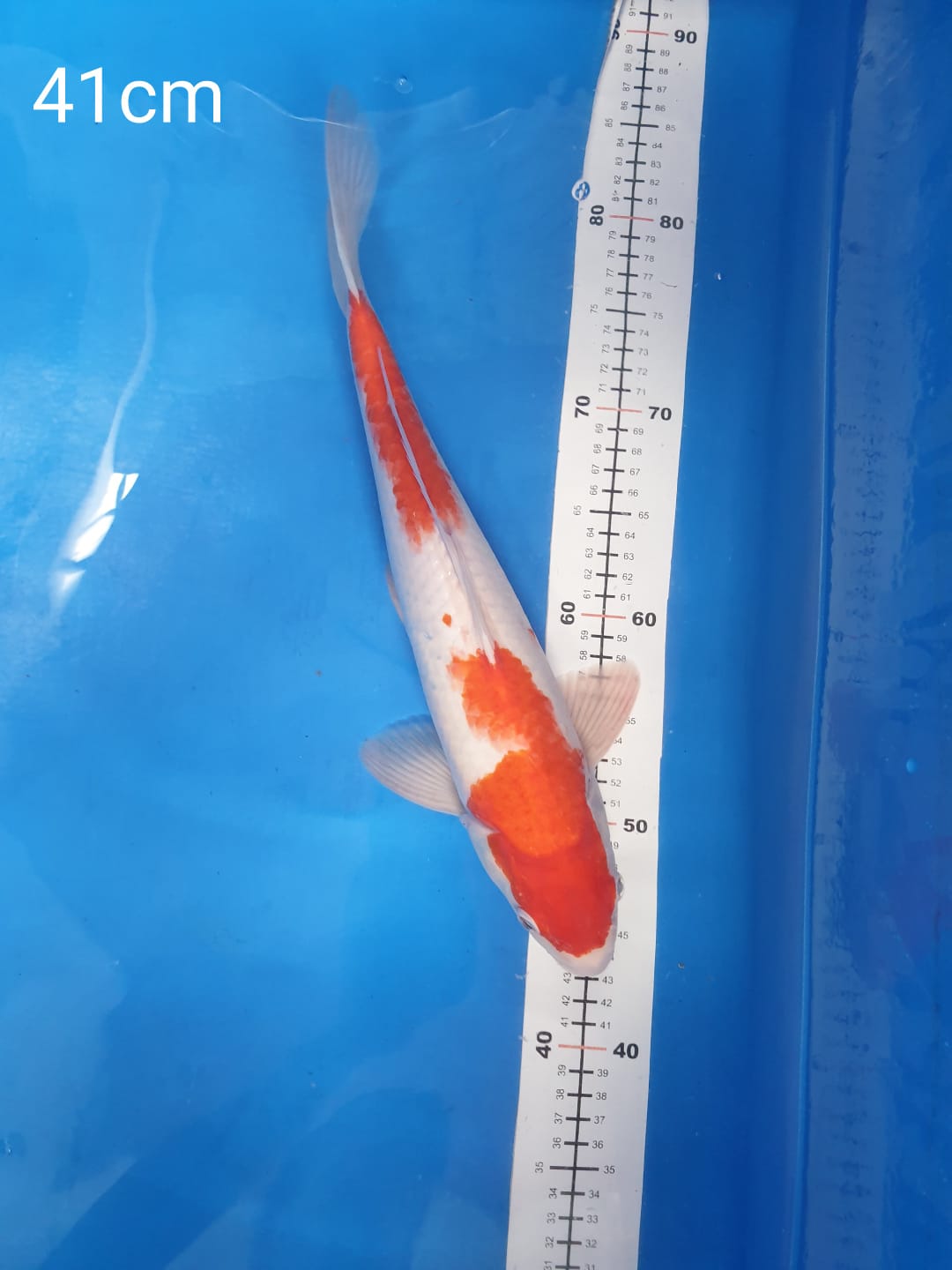 KOHAKU 41cm