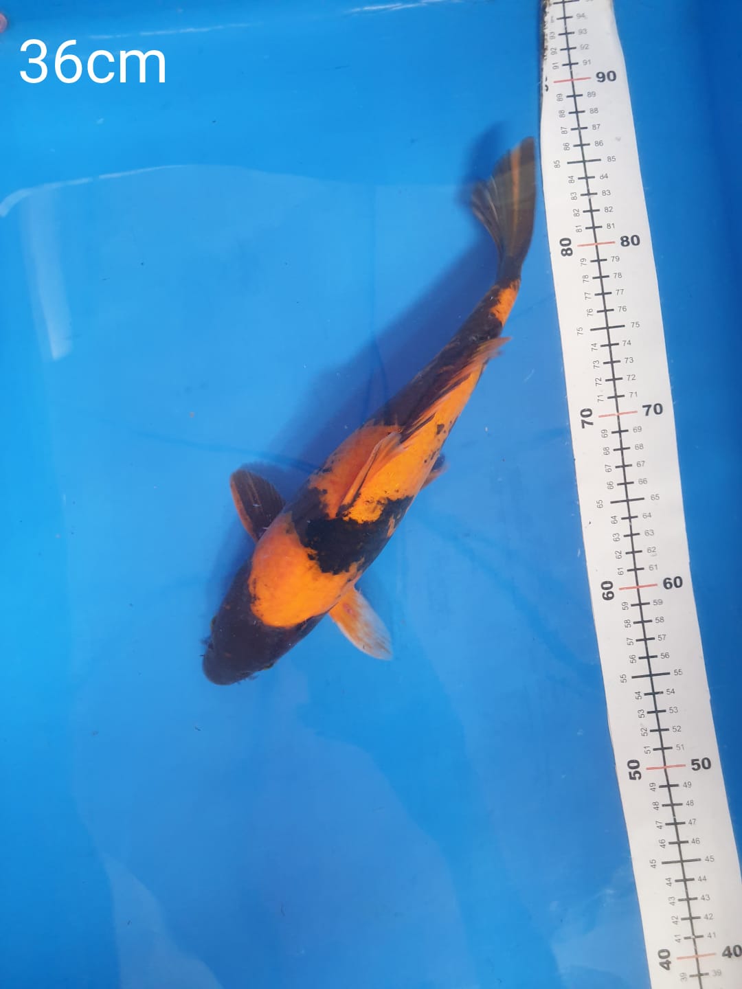 HI UTSURI 36cm
