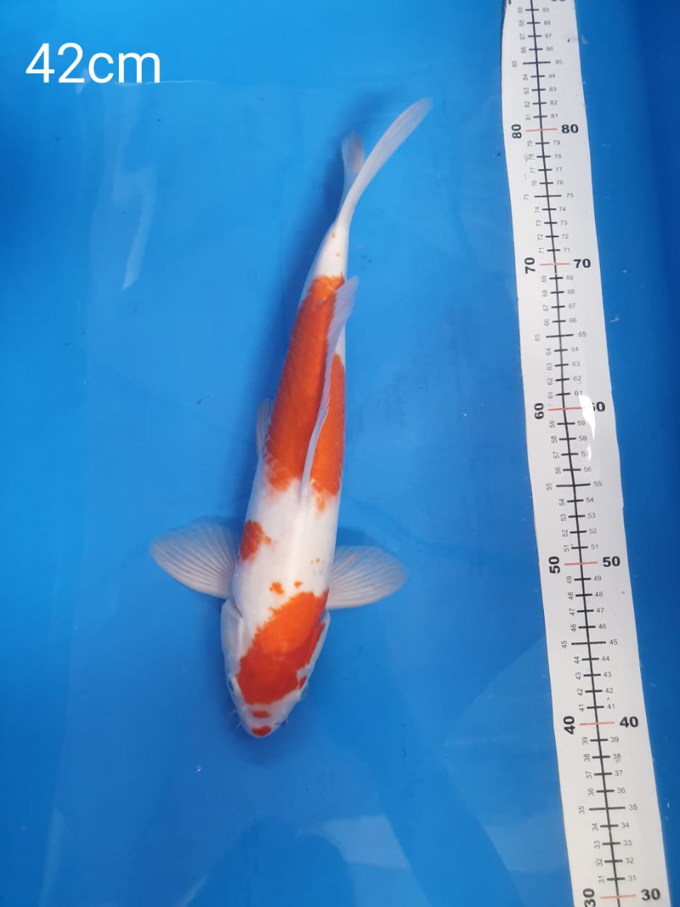KOHAKU 42cm