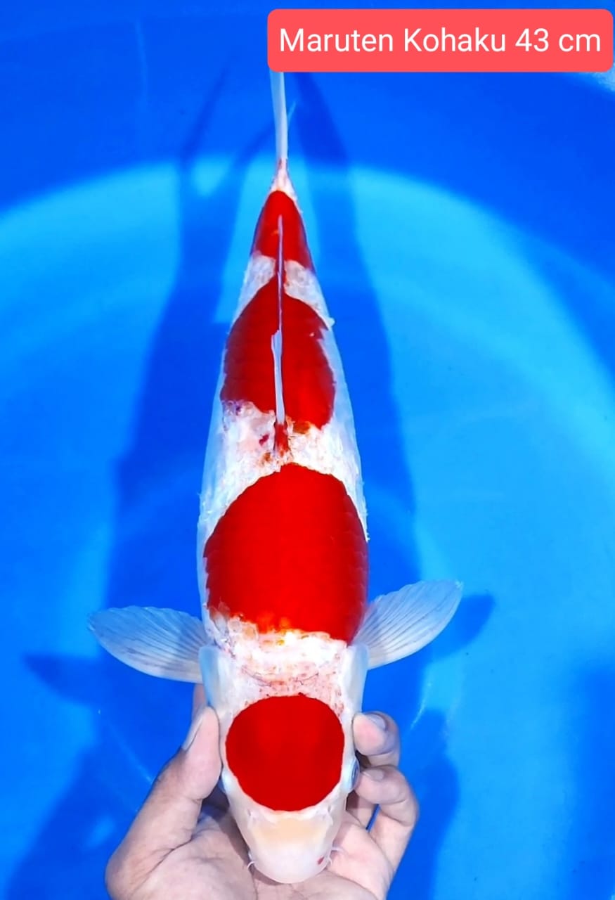 MARUTEN KOHAKU 43cm
