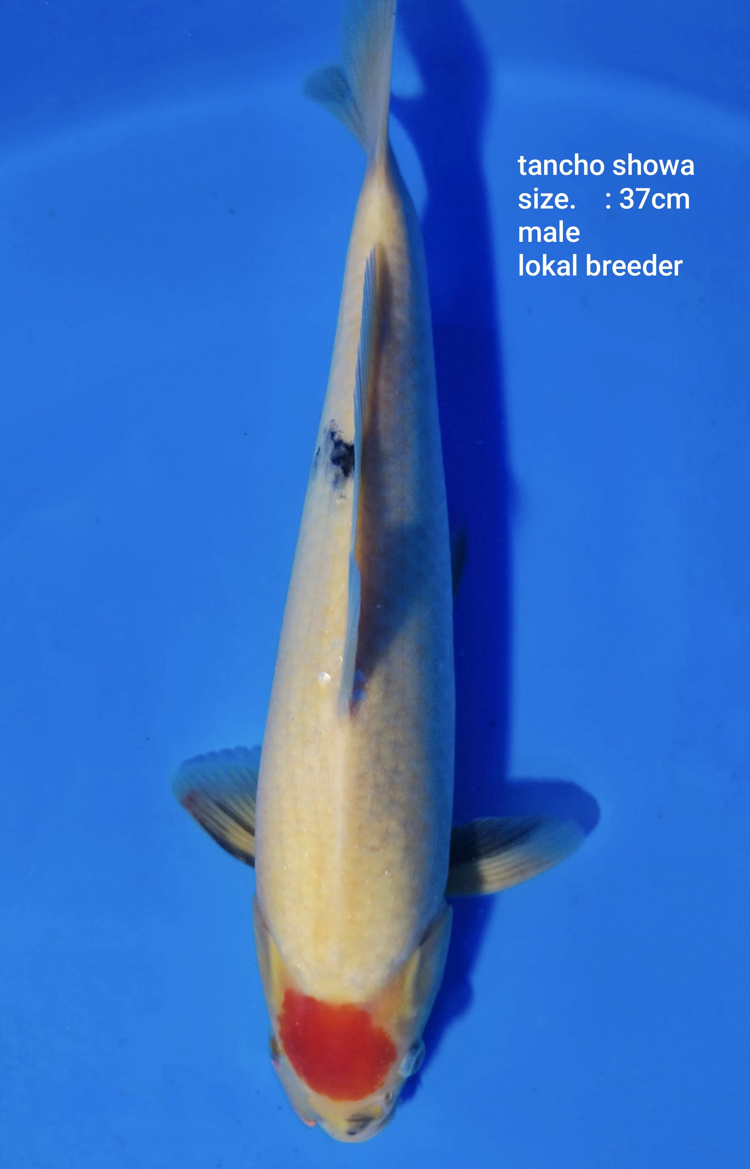 TANCO SHOWA TATEGOI BREED LOKAL BREEDER 37cm