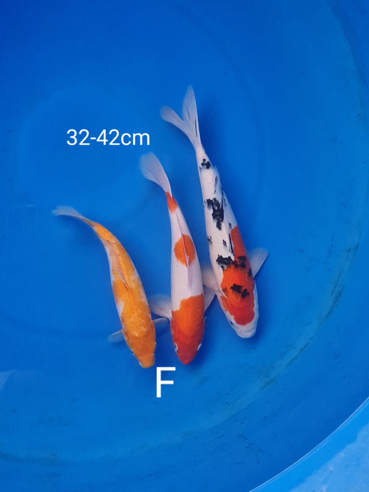 MIX 37cm