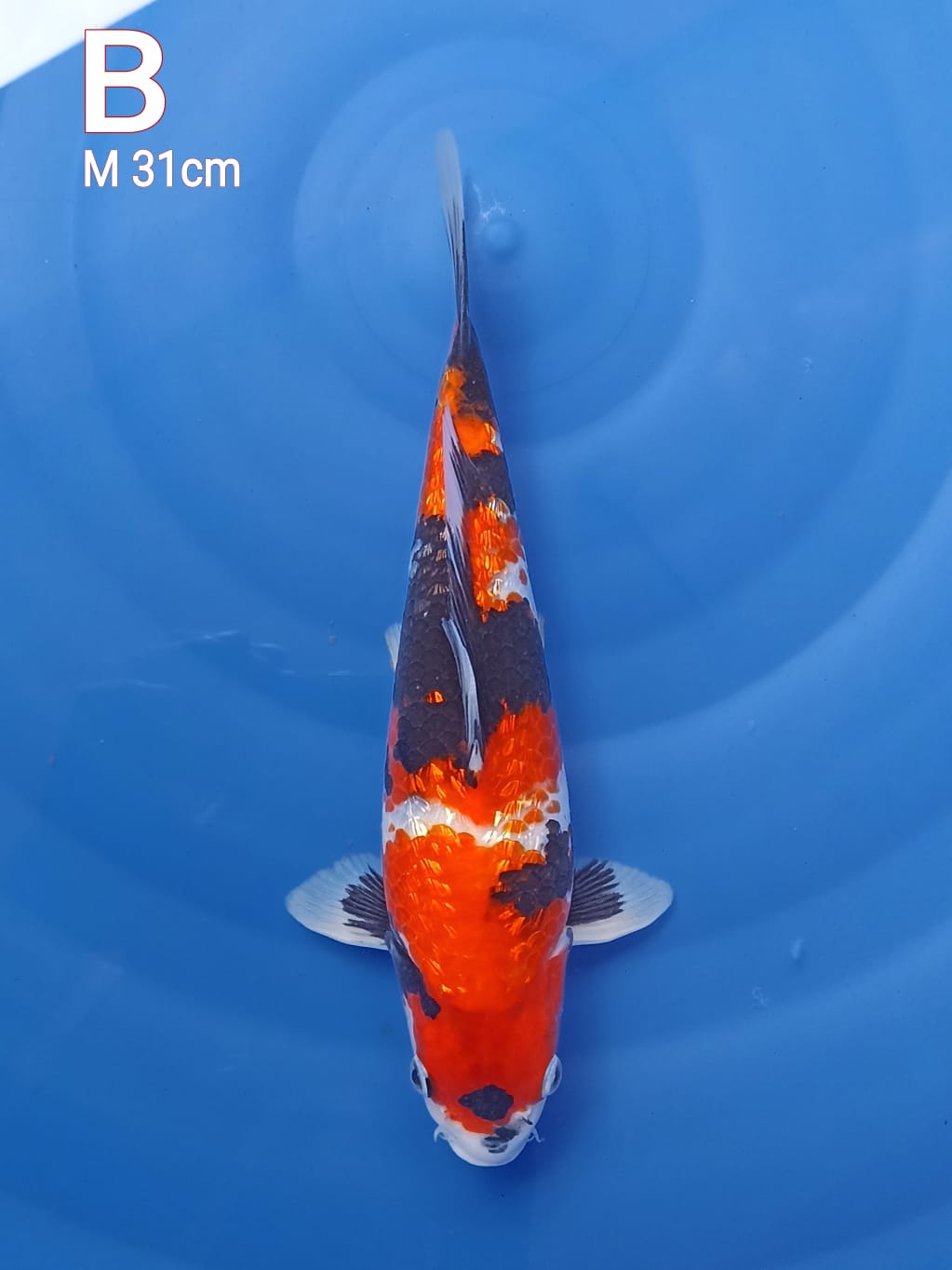 SHOWA HQ MERAH STRONG SUMI TEBAL MOTOGORO IMBANG BNR 31cm