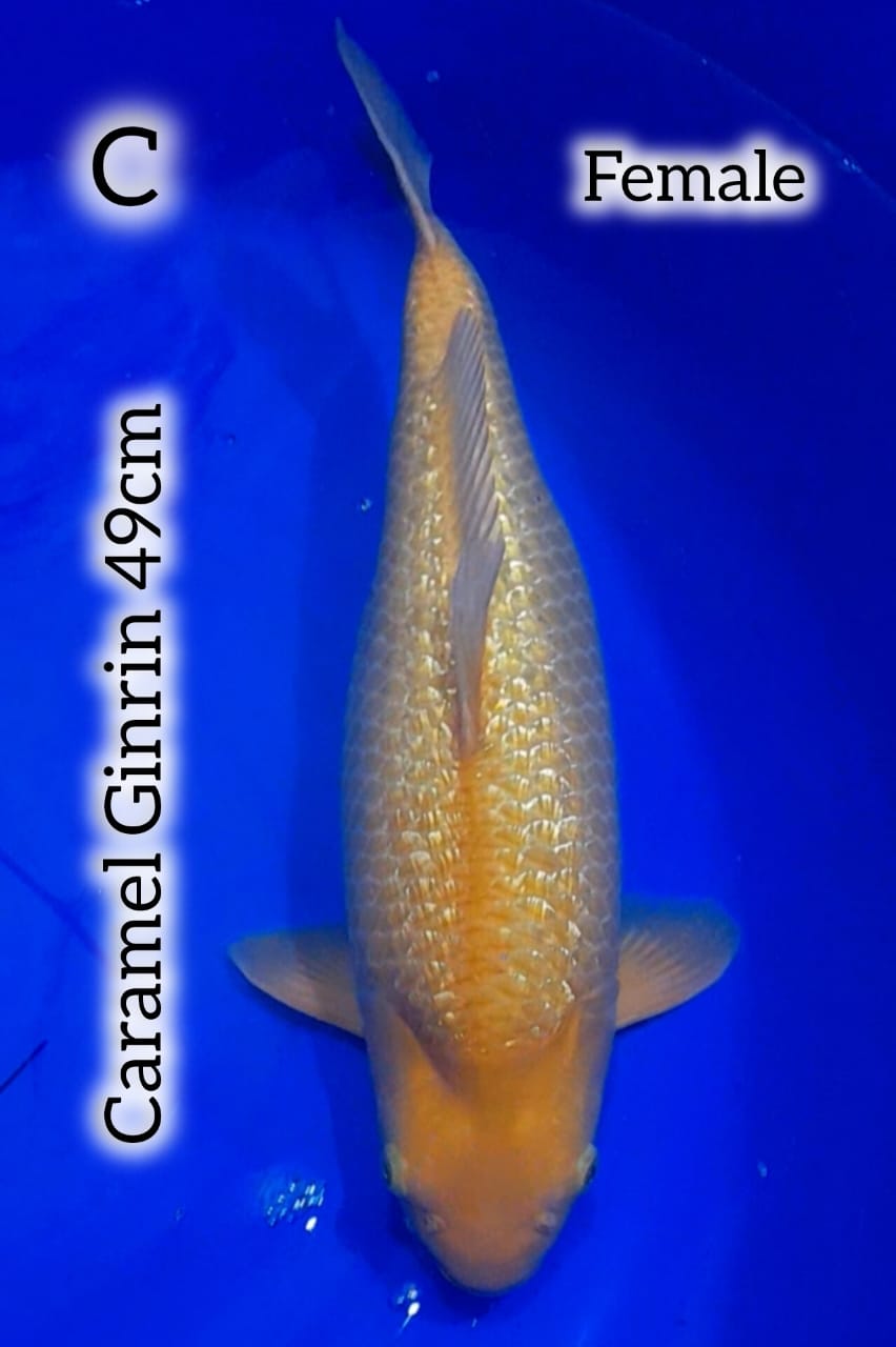 KARAMEL GINRIN HQ 49cm