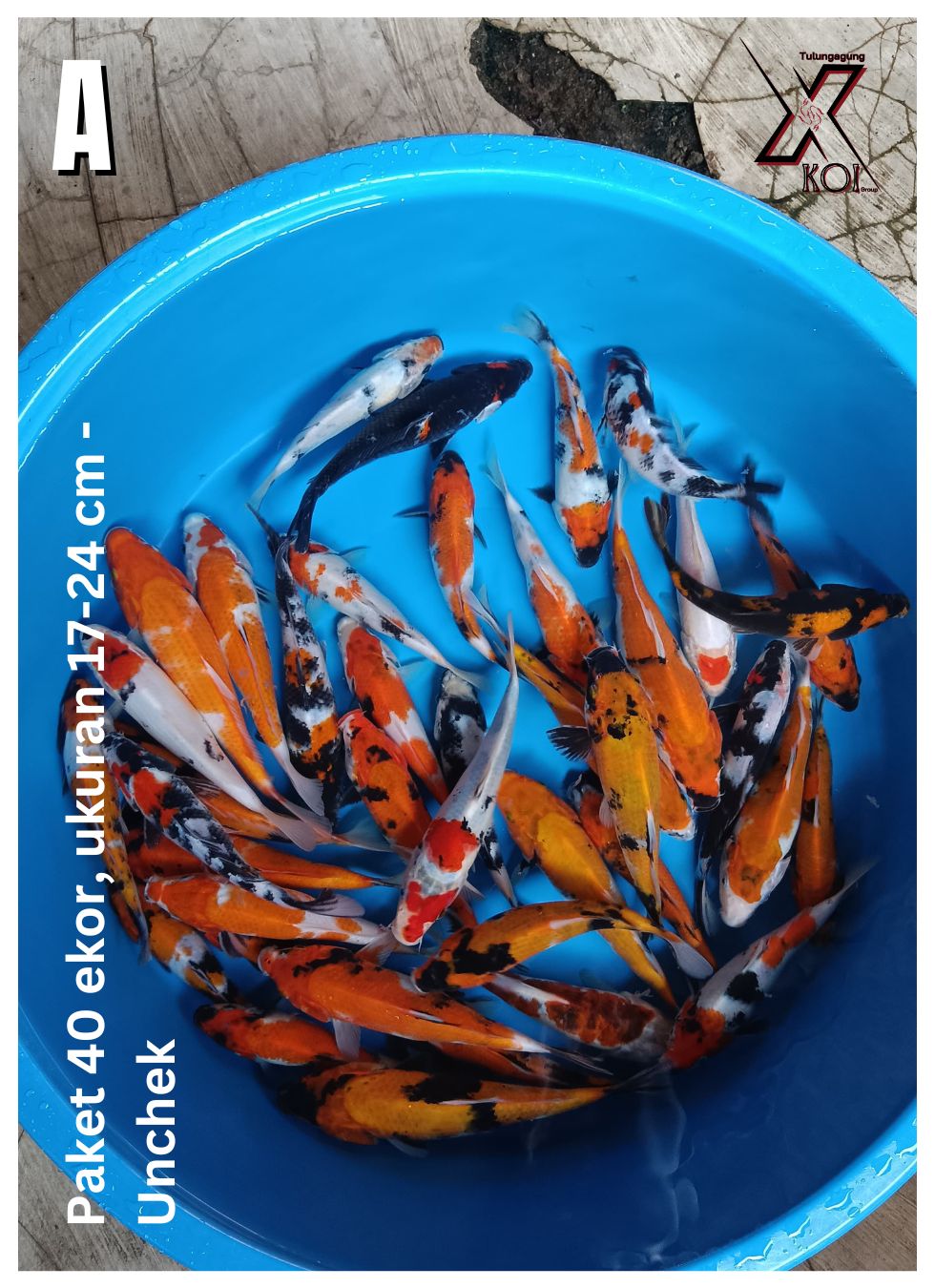 PAKET 40 EKOR, UKURAN 17-24cm